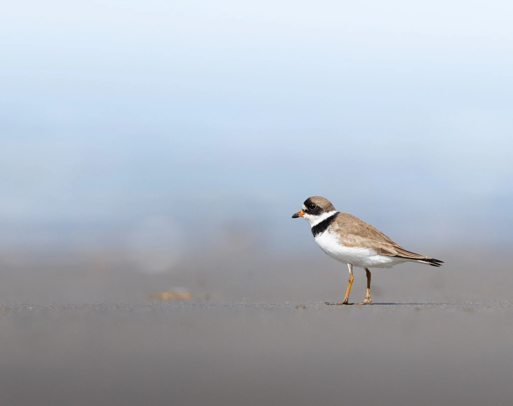 Semipalmated plover on the Haida Gwaii beach.