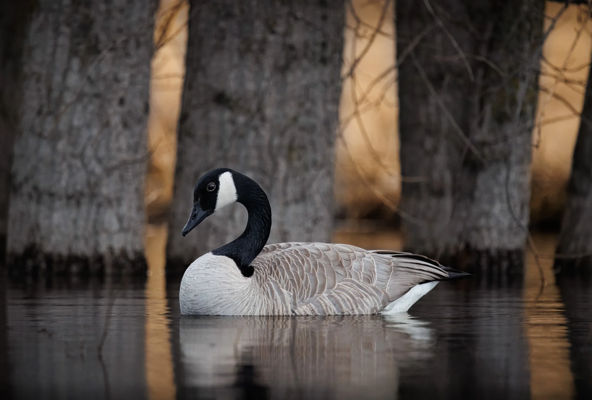 canada-goose-early-morning-saltese-upland-spokane-washington.jpg