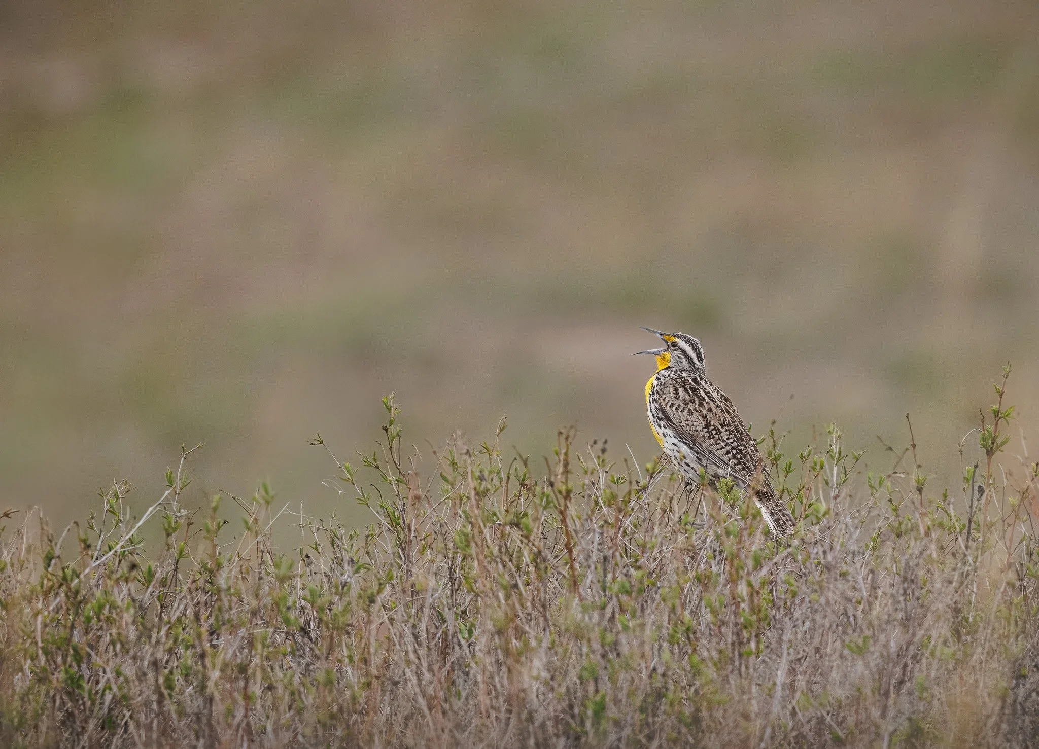 Western Meadowlark singing at CSKT Bison Range in Montana.