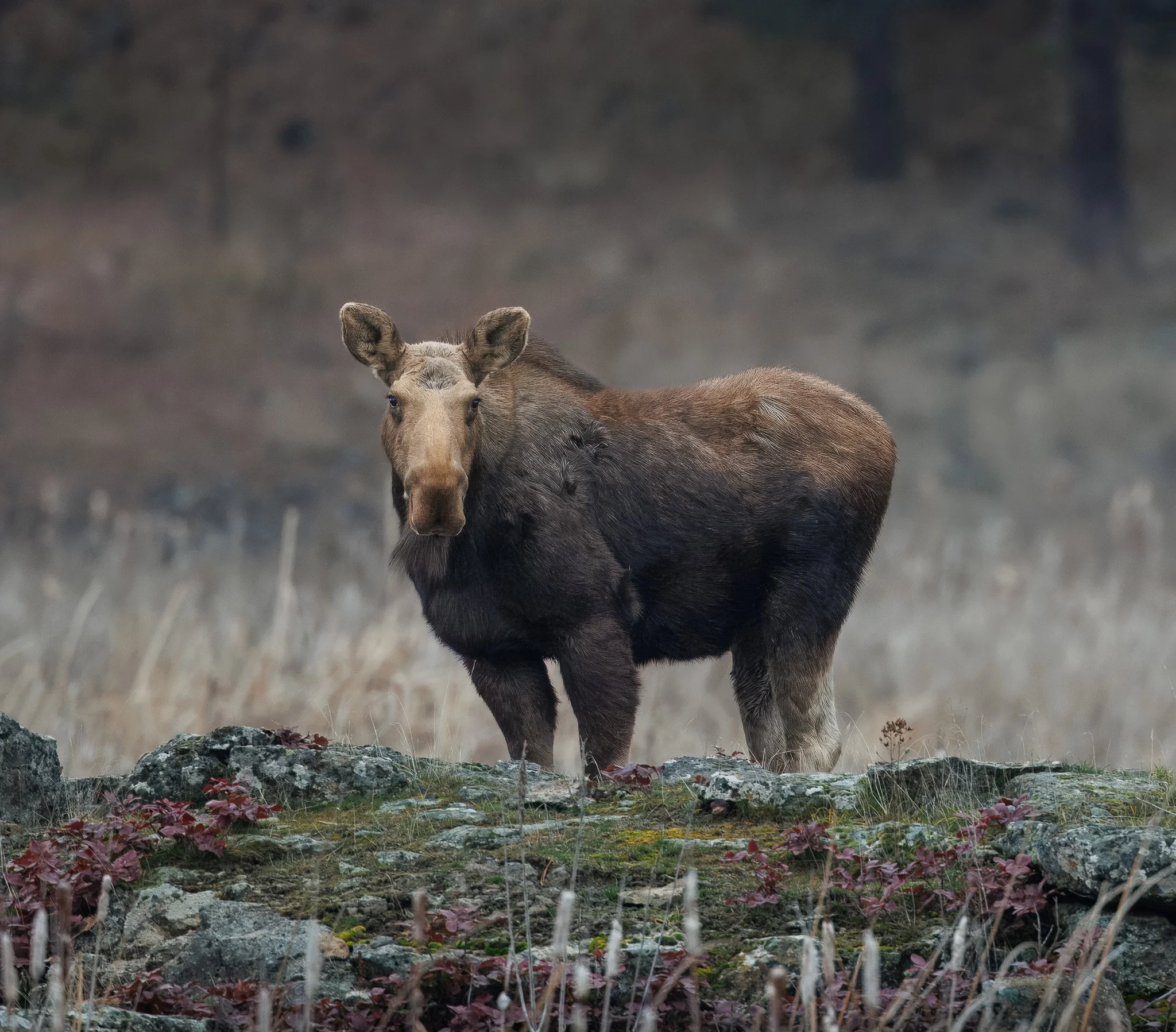 Cow moose standing in meadow habitat at Turnbull National Wildlife Refuge near Spokane, Washington.