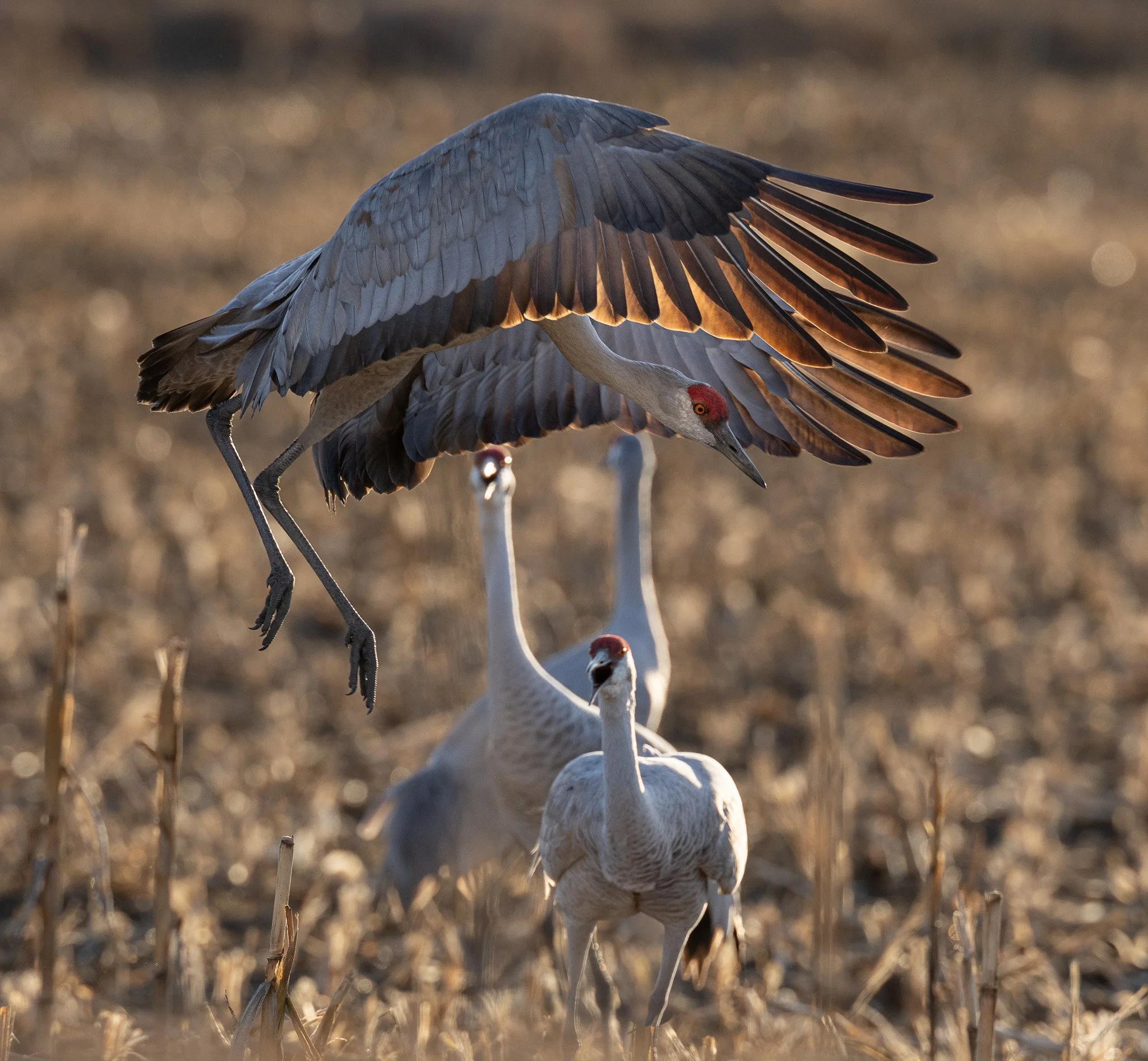 Sandhill crane landing while others watch on in West Richland Washington. 