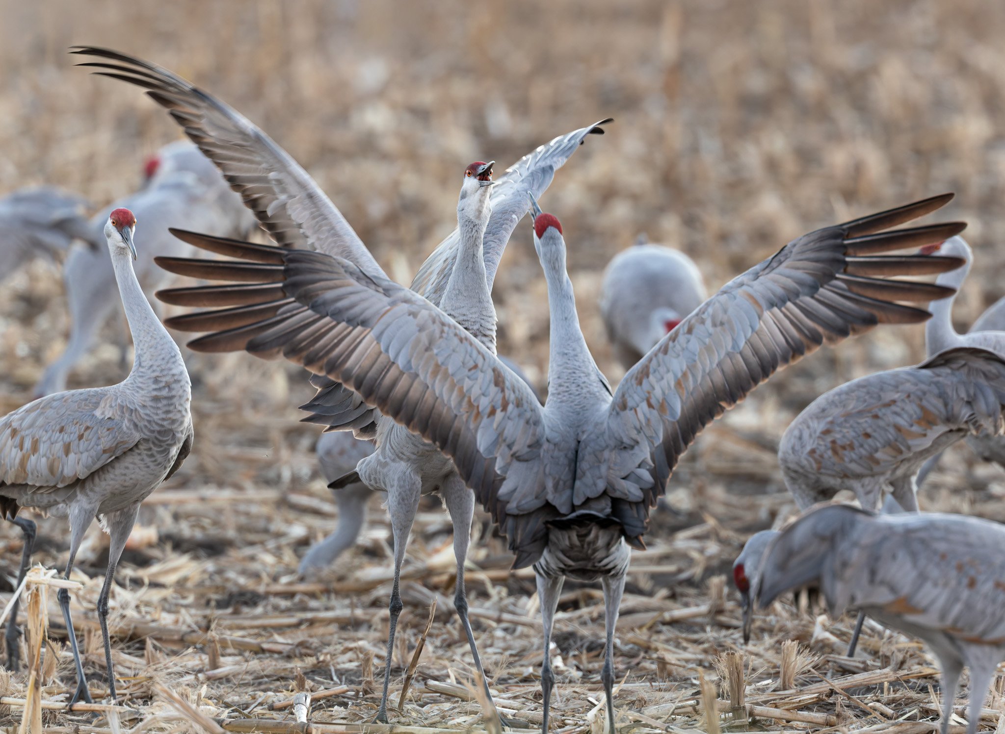 Sandhill cranes positioning themselves to defend their eating territory.