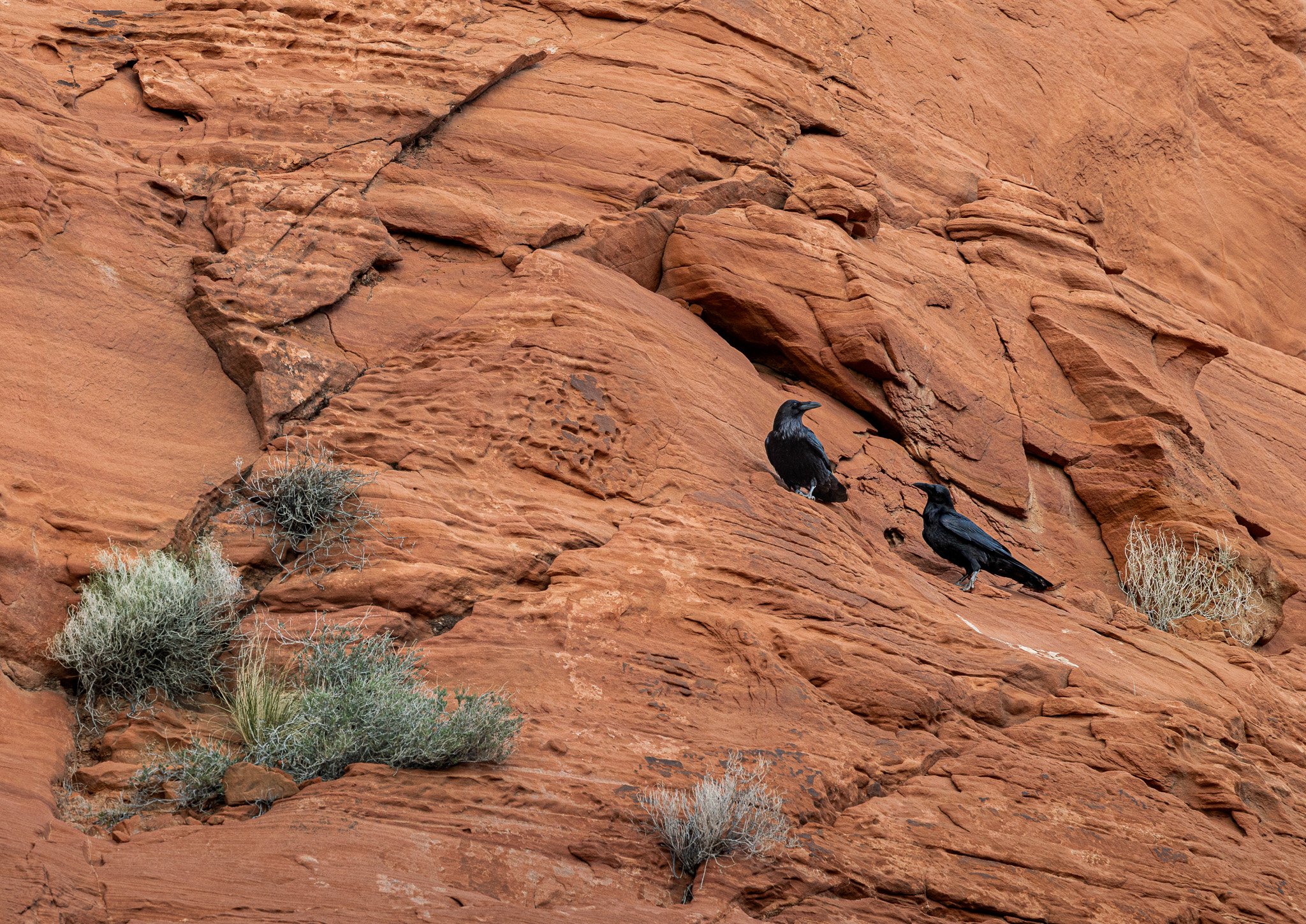 Two ravens on a red rock cliff at Valley of Fire outside of Las Vegas, Nevada.