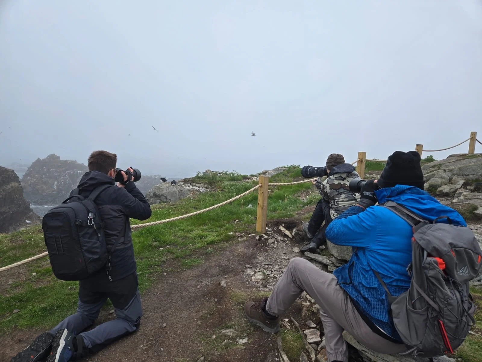 Gannet colony with group shooting in Newfoundland.