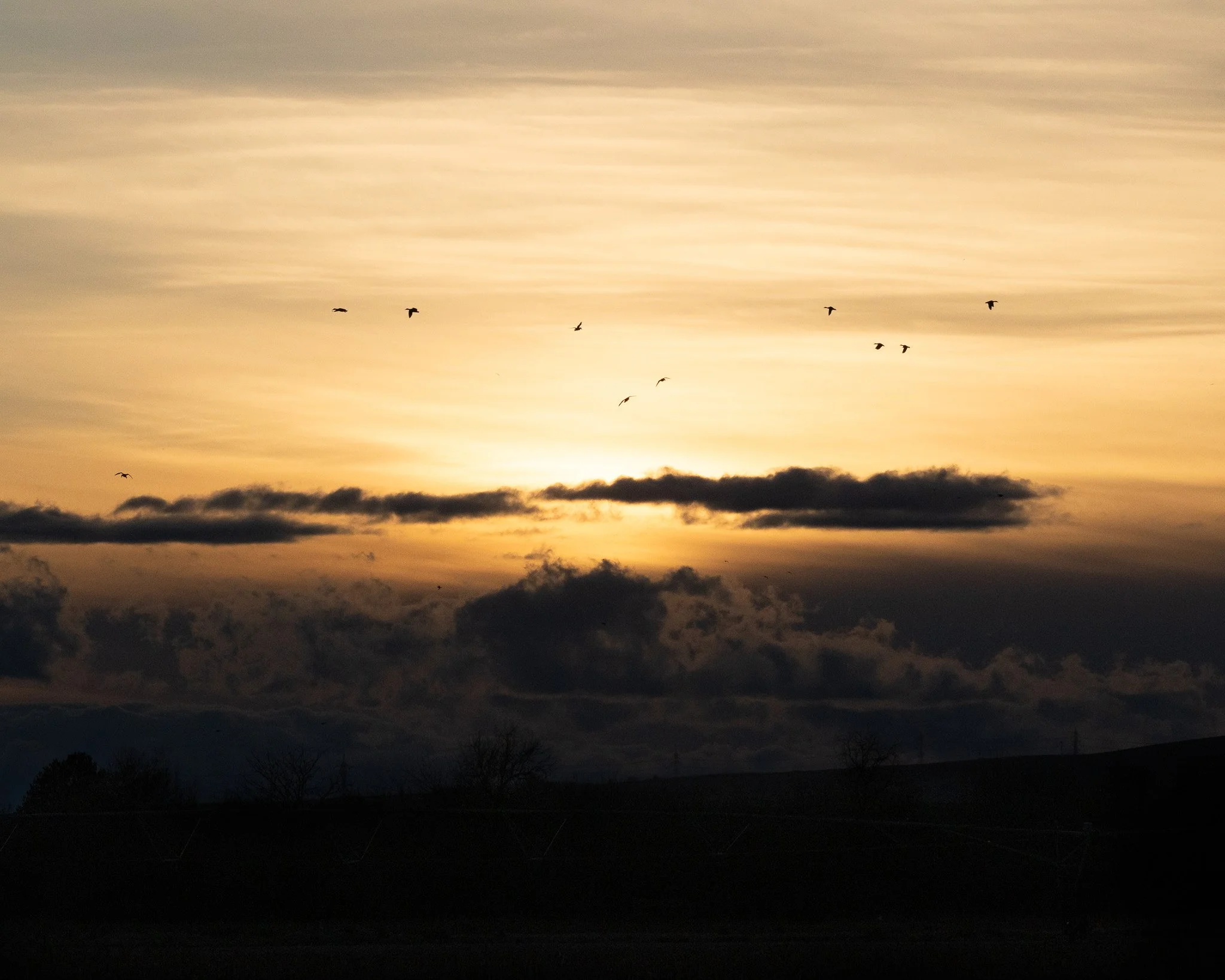 Birds flying in the sky during sunset at Barker Ranch.