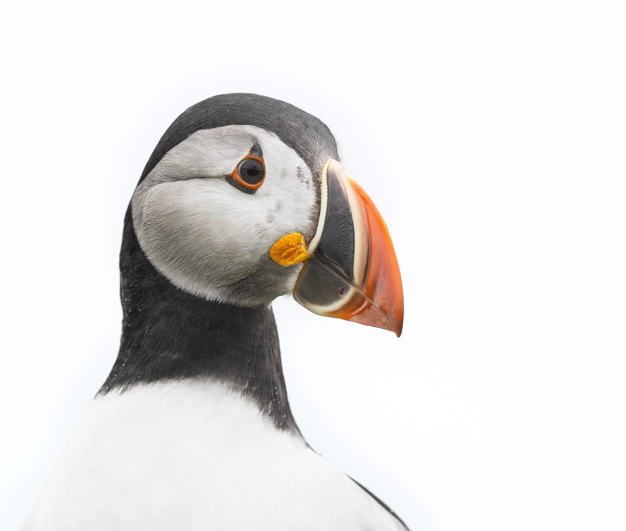 Freckled puffin at Elliston Puffin Viewing site in Newfoundland.