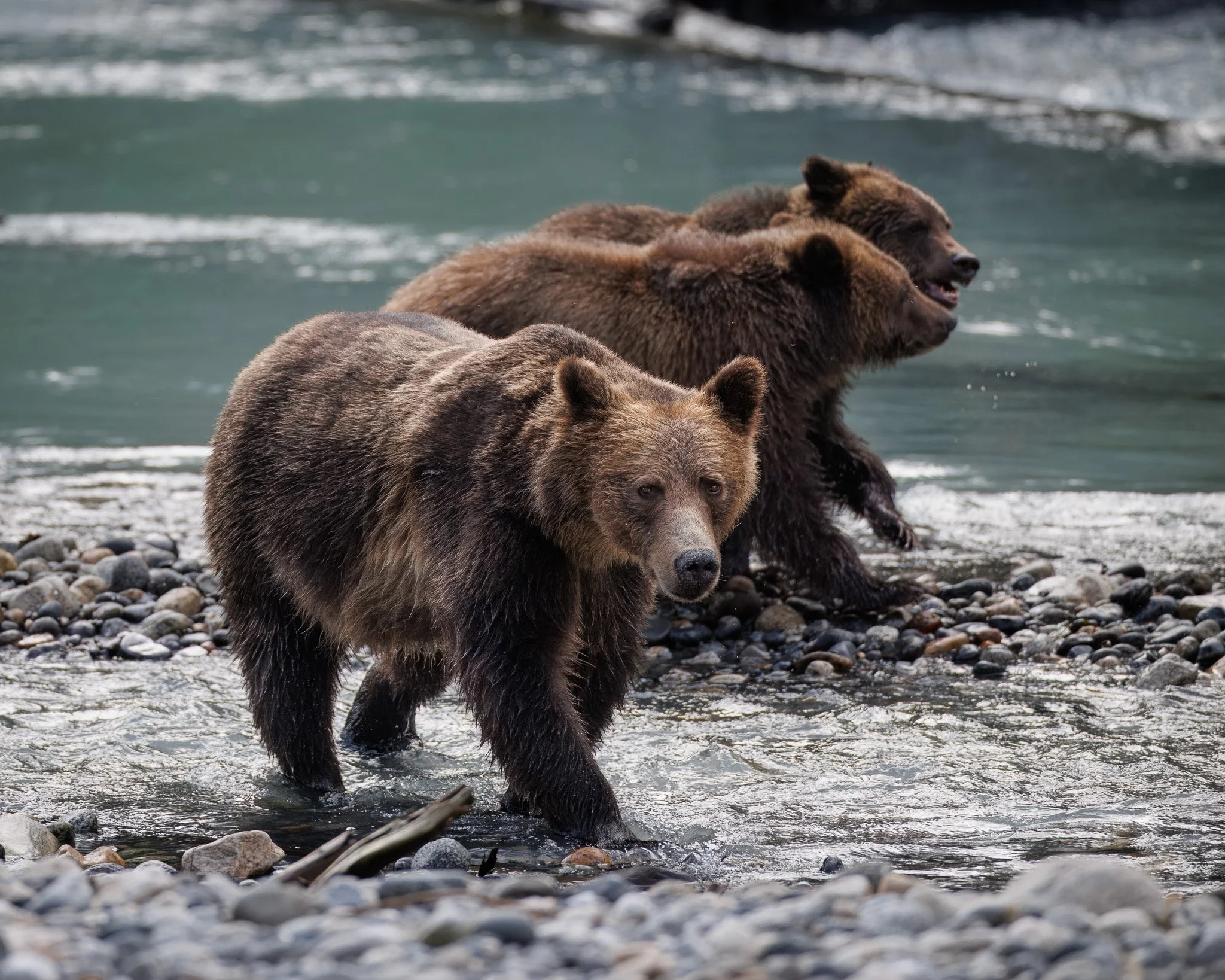 Grizzly bear mom and two cubs walking by the river in the toba inlet, bc.