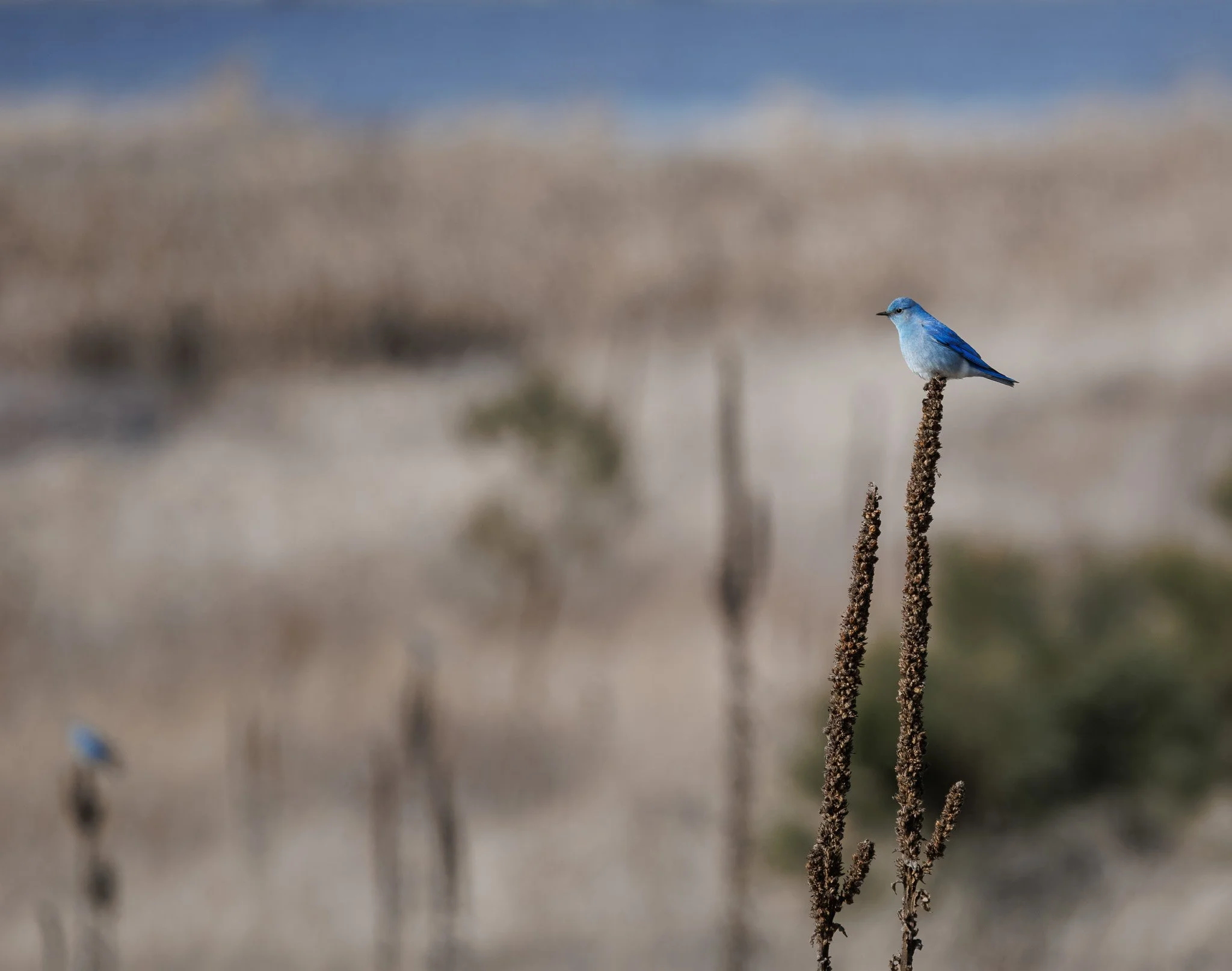 OPEN LAND
mountain bluebird, saltese uplands, wa