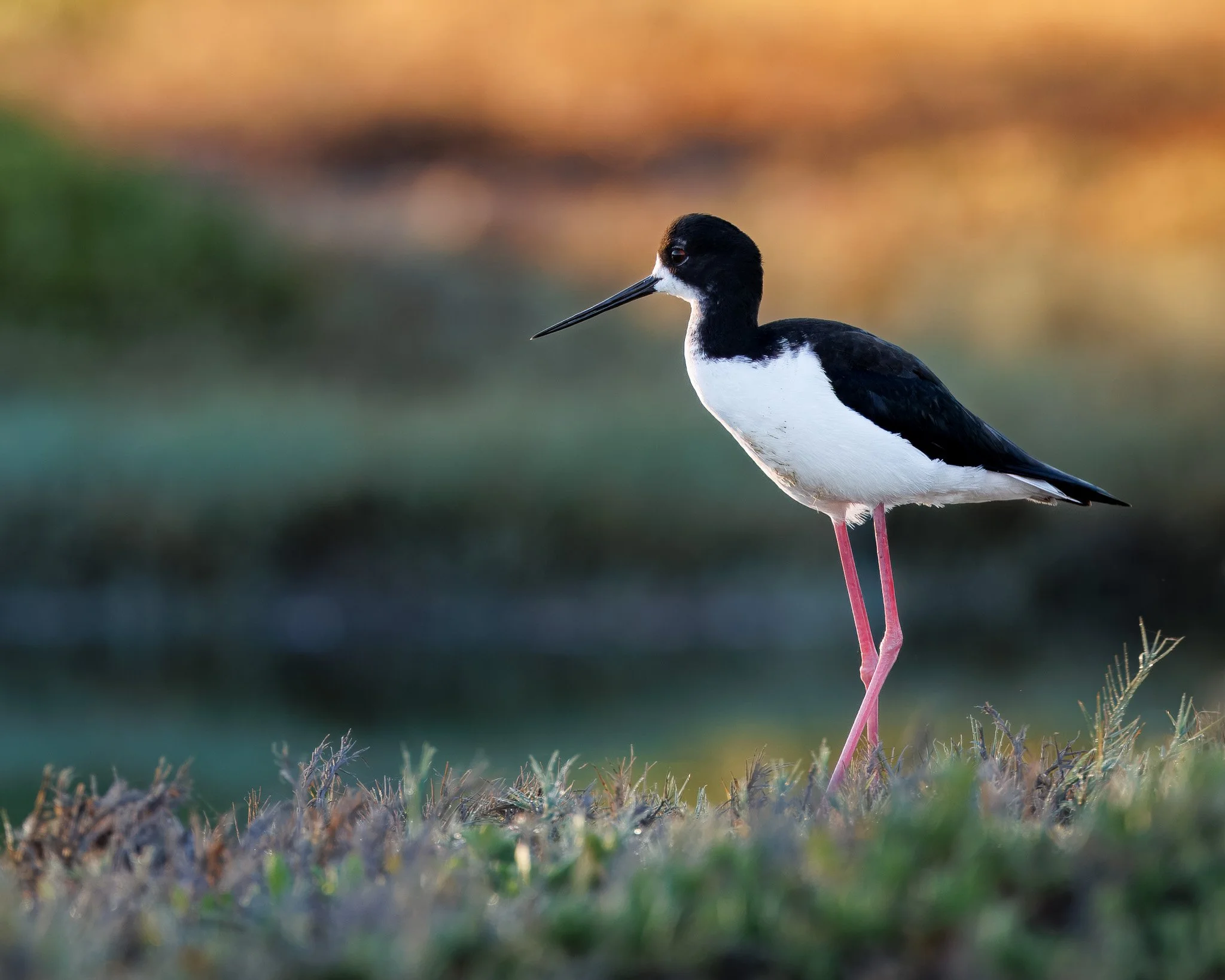 A Hawaiin stilt standing in the golden hour sun gazing off into the distance in Maui, Hawaii.