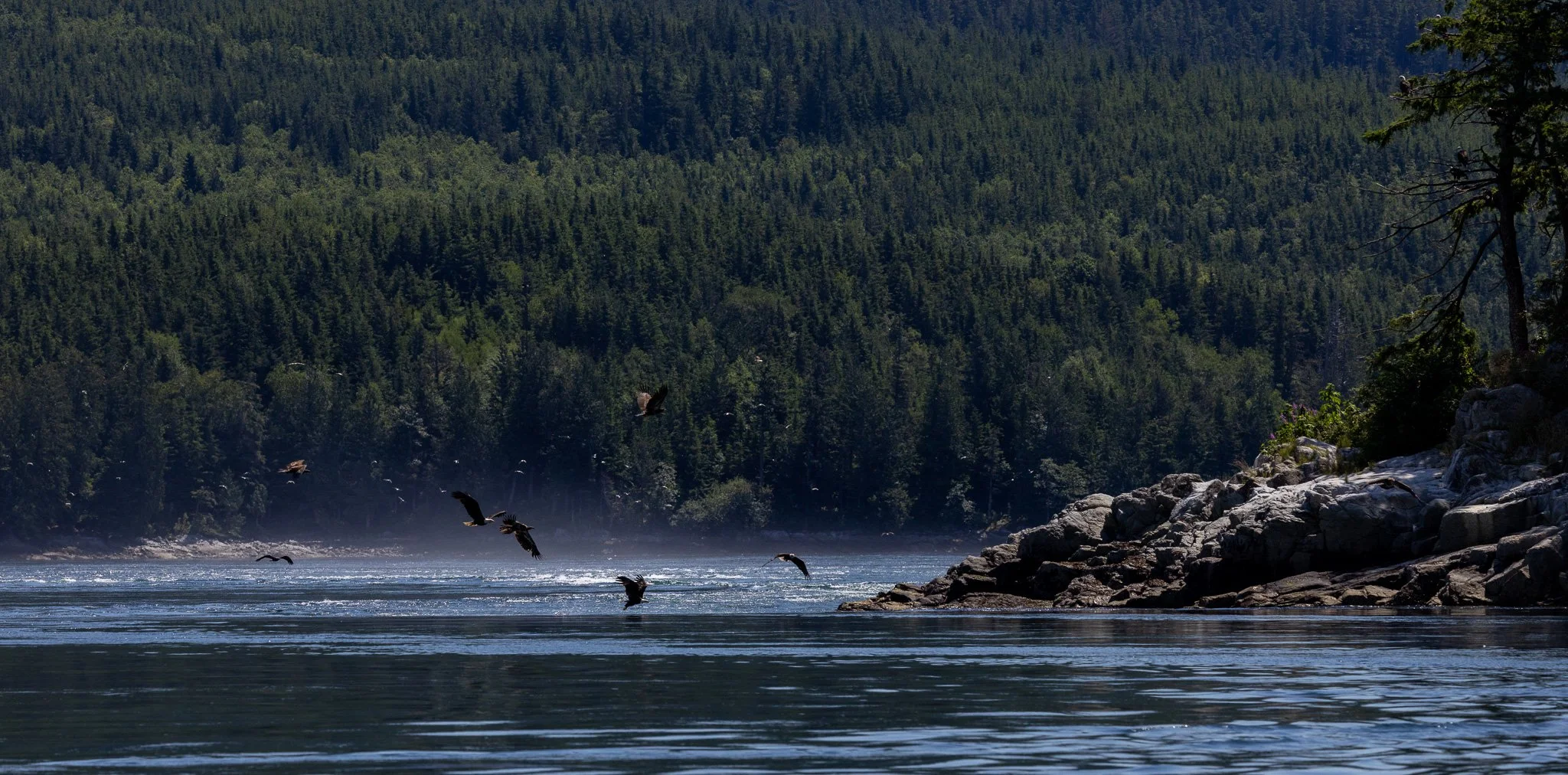 Many bald eagles flying everywhere at the Eagle show outside of Campbel River, BC.