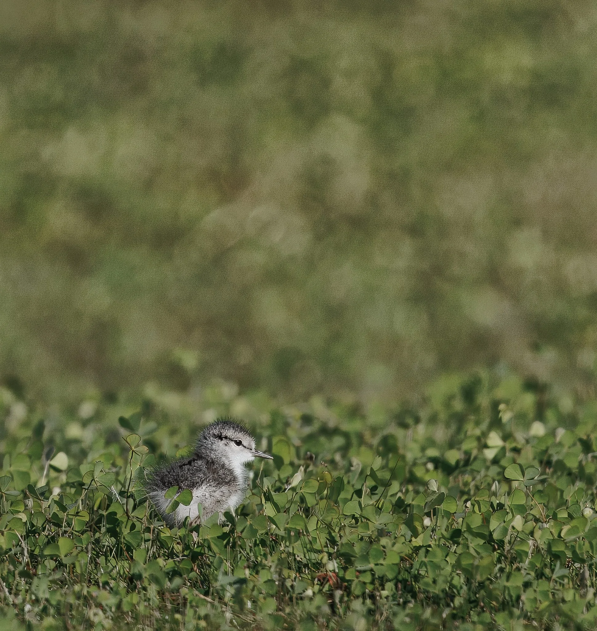 IN PLACE
spotted sandpiper, cascade lake, id