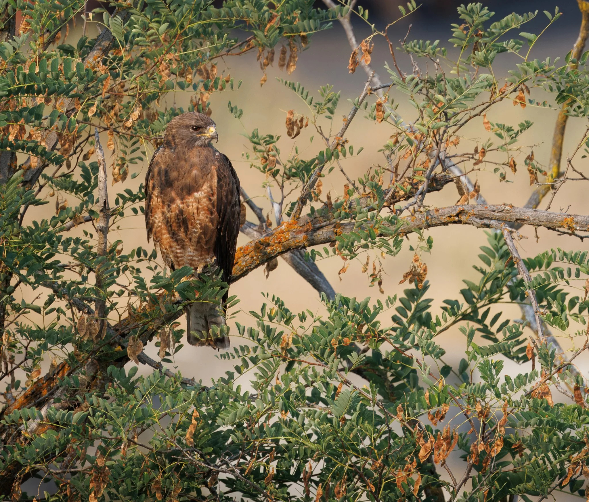 Swainson's hawk in a tree in Sprague WA.