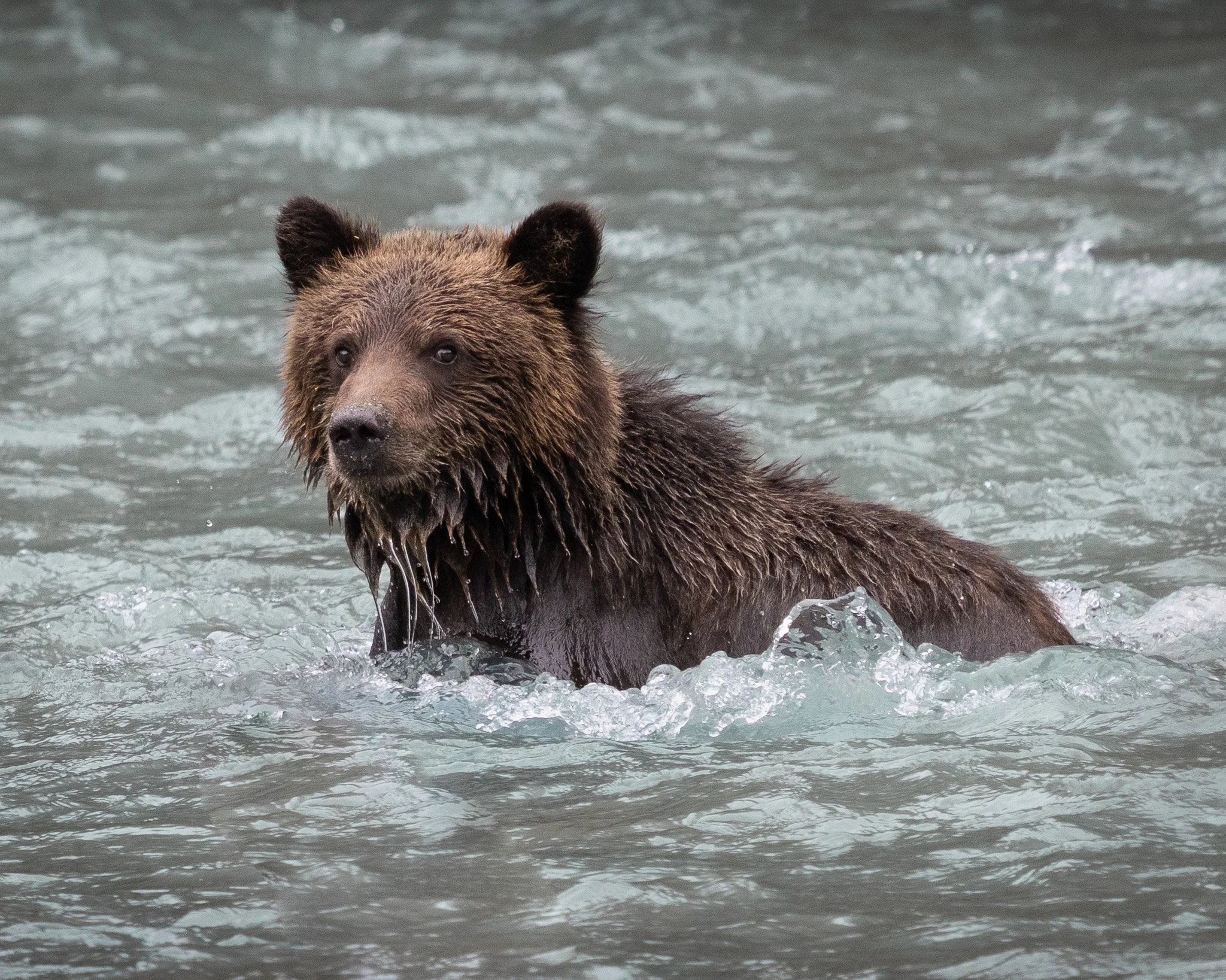 Grizzly cub swimming across the river.