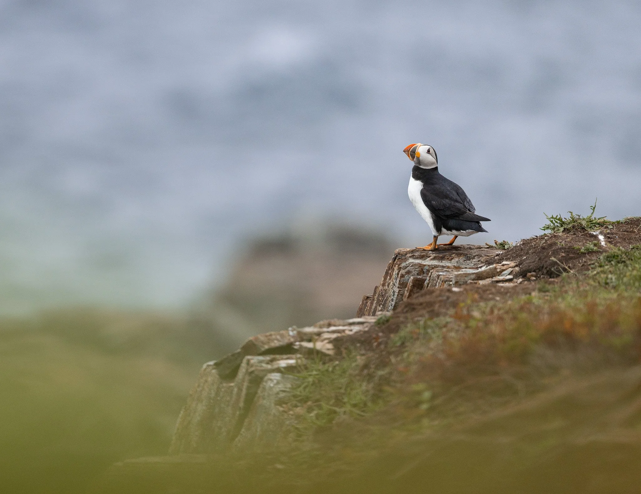 Puffin sitting on a cliff in Newfoundland.