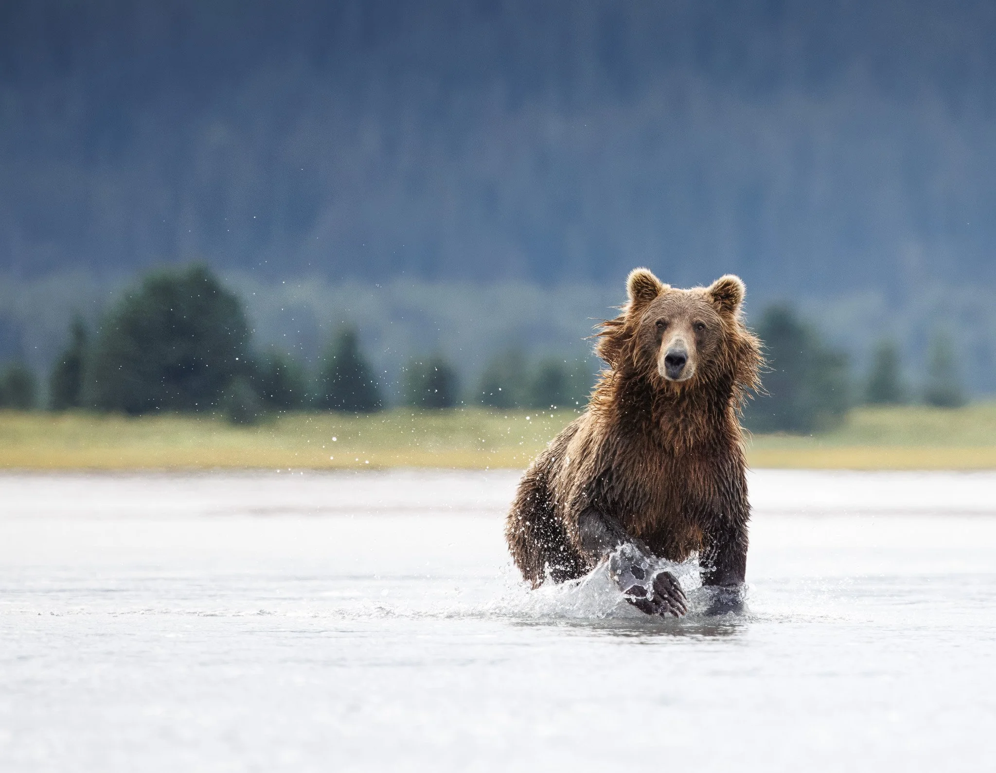 Brown bear running through the water in Chinitna Bay, Alaska.