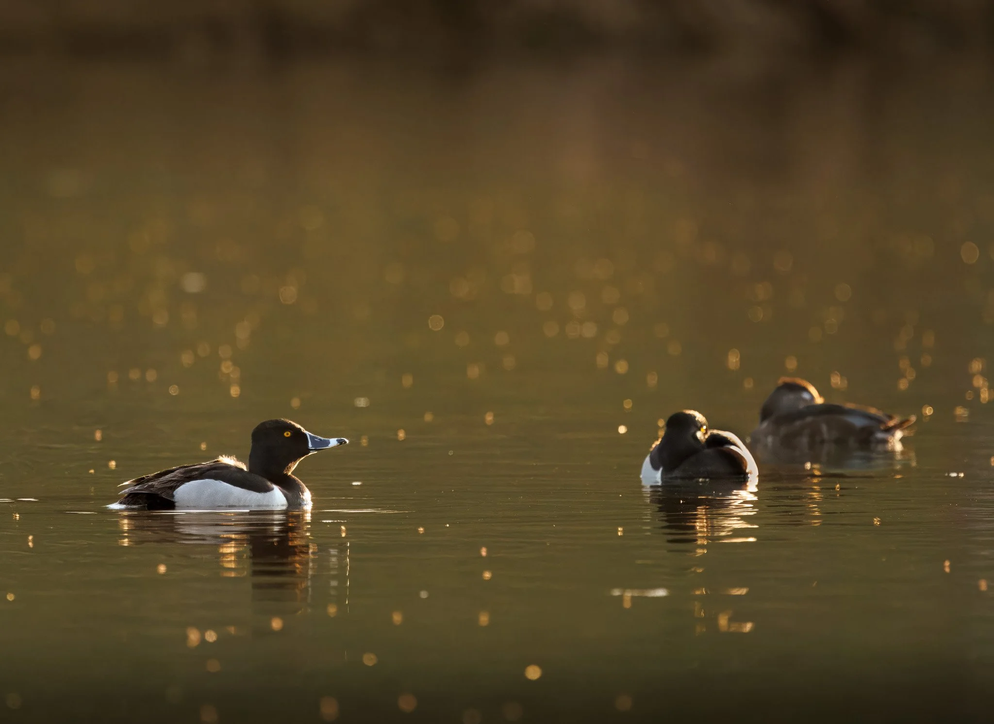 Ring-necked duck in the evening sunset light in Cranbrook, British Columbia, Canada.