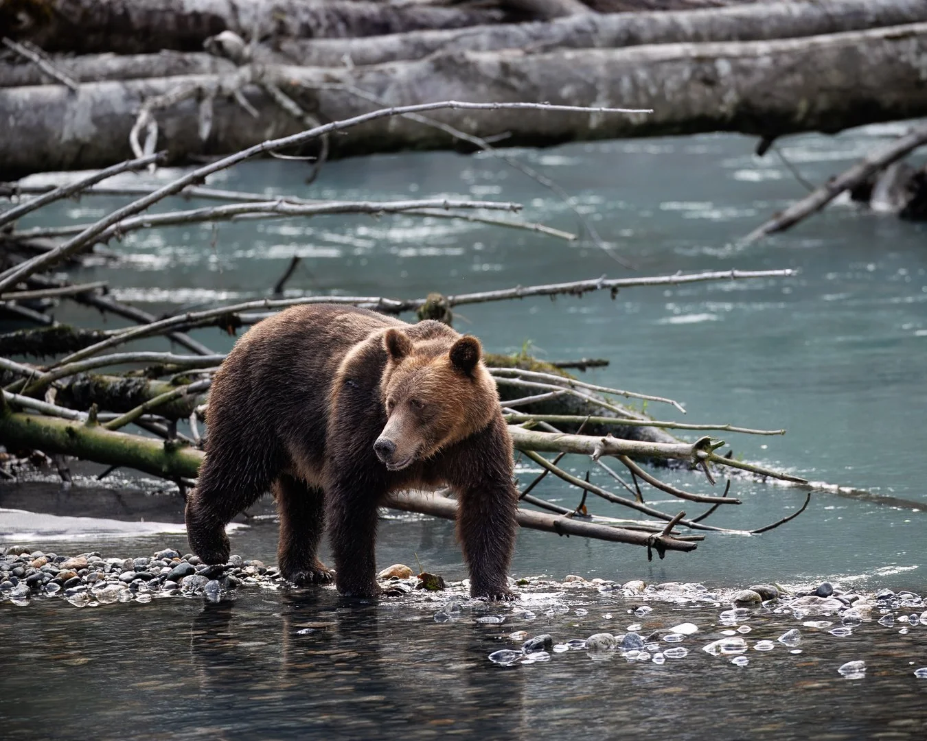 &ldquo;Lucky&rdquo; the beautiful grizzly bear mama.

Shot on: @CanonUSA, R5 Mark ii, RF 400 2.8
@KlahooseWildernessResort

#grizzlybearsofbritishcolumbia #grizzlybearsofinstagram #canonwildlife #canonphotography #natgeoyourshot