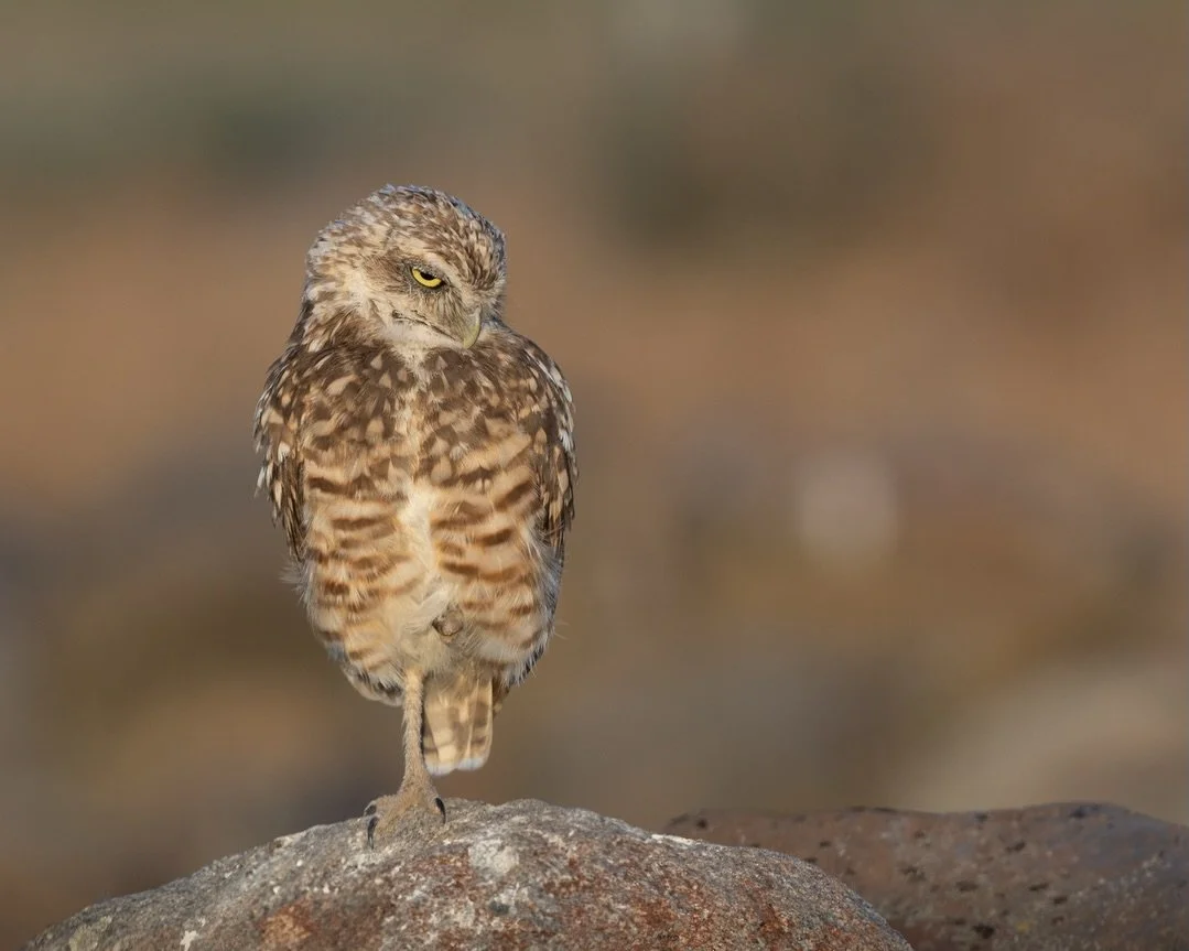 That face you make when it&rsquo;s Monday&hellip; again.

Coffee hasn&rsquo;t kicked in. It&rsquo;s still February, it&rsquo;s still cold, and motivation is clearly in hibernation.

Shot on: @CanonUSA, R5 Mark ii, 100-500L

#MondayMood #IsItMondayAlr