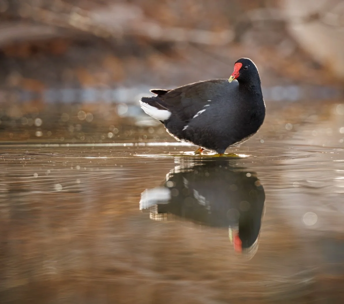 Common Gallinules

Common Gallinules are closely associated with wetlands and rarely venture far north, breeding only along the southern edge of Canada. They prefer freshwater and brackish marshes with dense vegetation and open water, and their range