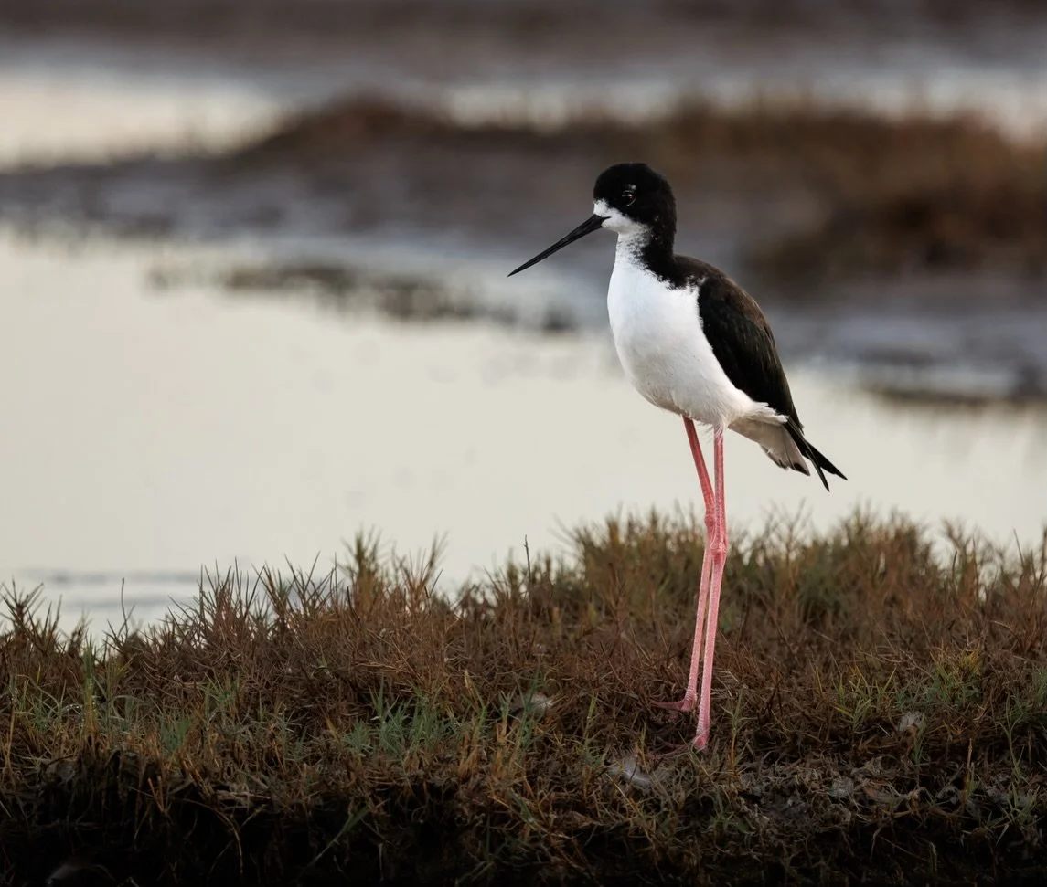 In proportion to its body, the Hawaiian stilt has the second-longest legs of any bird species in the world.  The bird that ranks first&mdash;with the longest legs relative to its body size&mdash;is the black‑winged stilt, a close relative to the Hawa