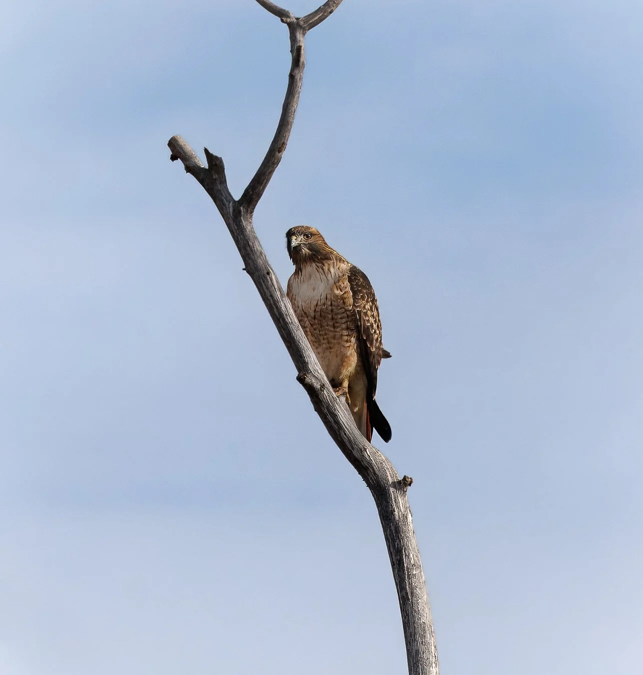 Red‑tailed hawks thrive year‑round in the Inland Northwest because this landscape fits them so well. Open shrub‑steppe, agricultural edges, and scattered snags provide wide hunting views and dependable prey, even through winter.

We watched this guy 