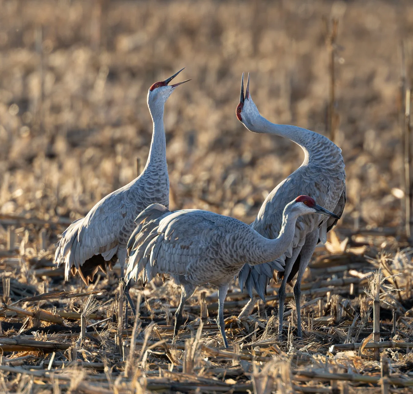Sandhill cranes have been moving through landscapes like this for millions of years. Fossil records place their lineage at least 2.5 million years ago, with remarkably little change in their physical form or seasonal movement patterns.

Along the Pac