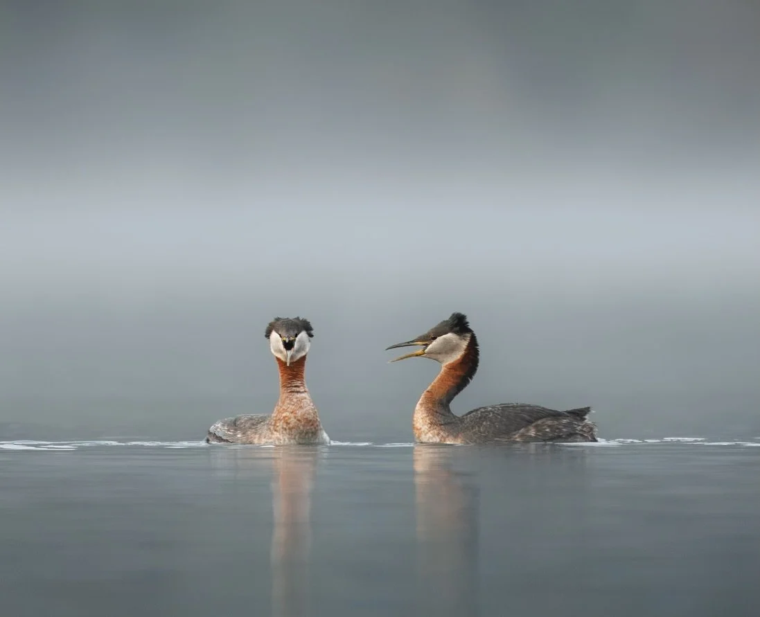 Red‑necked grebes are seasonally monogamous, but during that time their bond is strong. Pairs work closely together to build their nest and actively defend their territory. As part of the courtship process, males bring vegetation to potential mates. 
