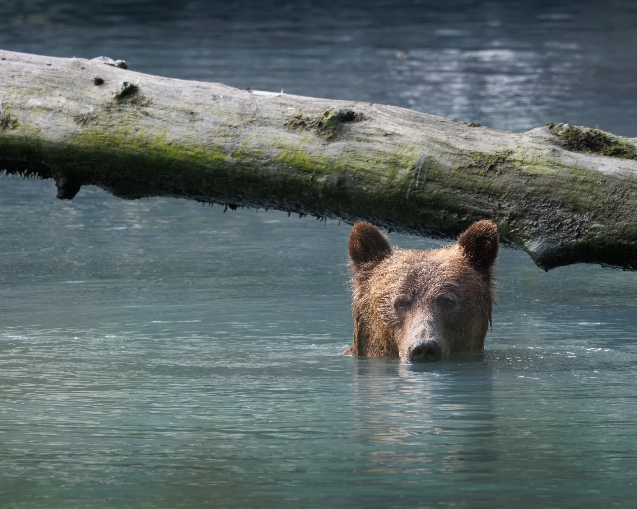 Klahoose Wilderness Resort Grizzly Bear Photo Tour Review with Chase Teron and Tyler Cave