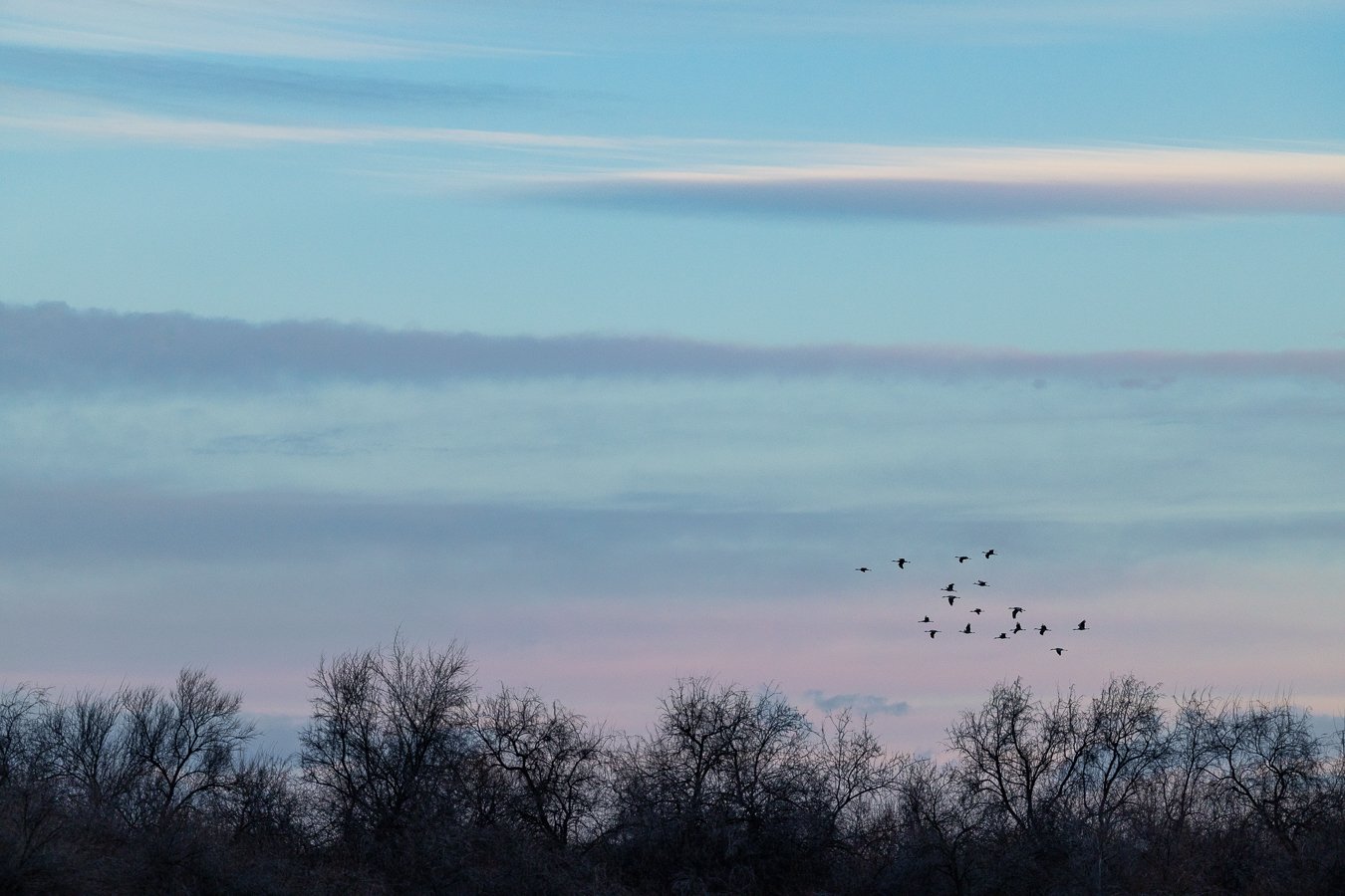 During migration, sandhill cranes gather in large flocks, but they don&rsquo;t move as a single mass. Within those flocks are smaller family units that stay together through the season, parents and offspring traveling side by side among many others.

