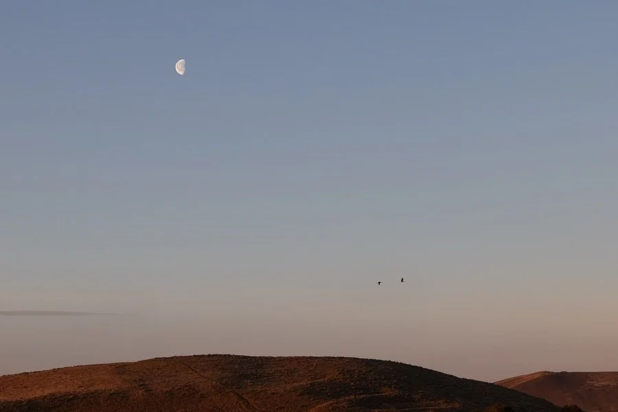 These are the last images I&rsquo;m sharing from my time with the sandhill cranes in West Richland, Washington. I chose to keep them small in the frame, moving through the calm of early morning with the moon overhead and later in the fading light of 