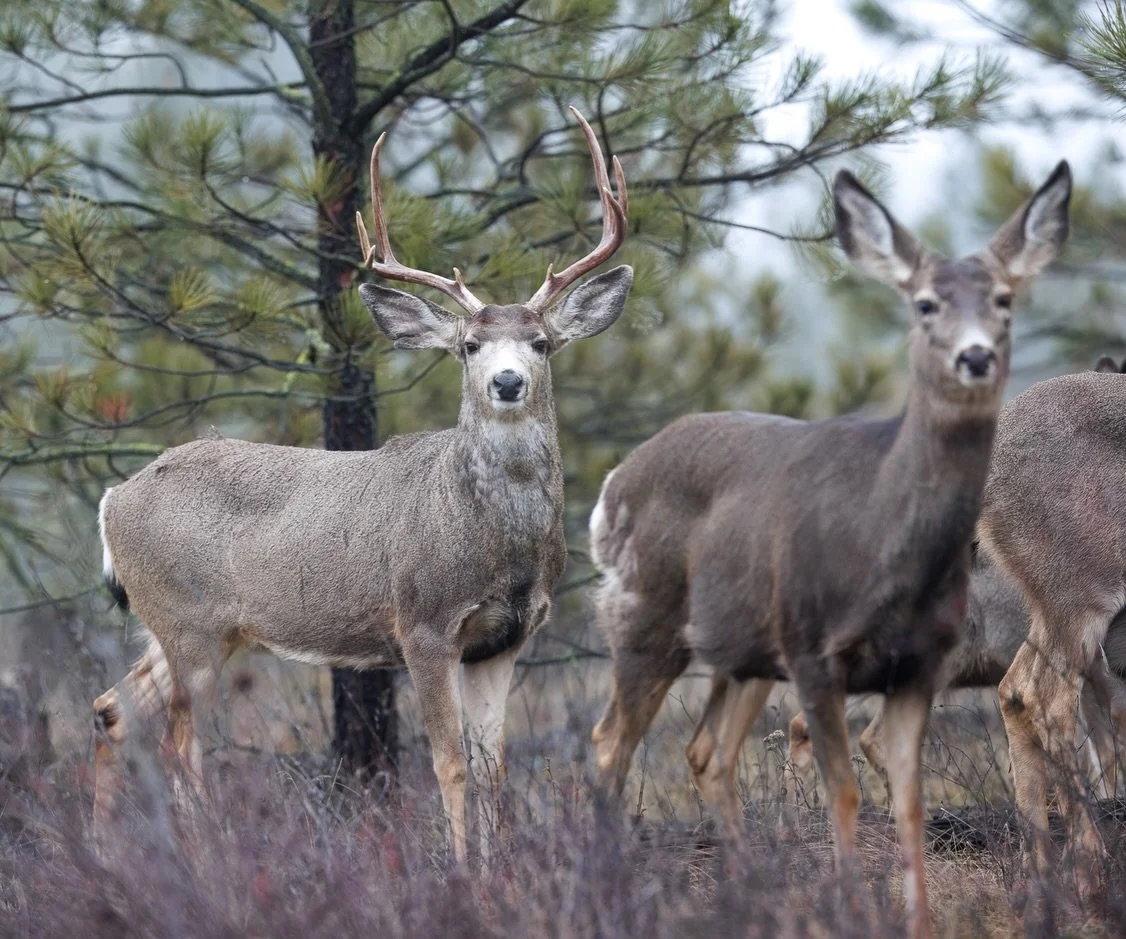 Mule deer are pretty common in my stomping grounds of Riverside State Park.  I see the herd often, but it&rsquo;s usually just the does and the young ones.  I had caught glimpses of this guy only briefly on a few of my hikes, but this was the first t