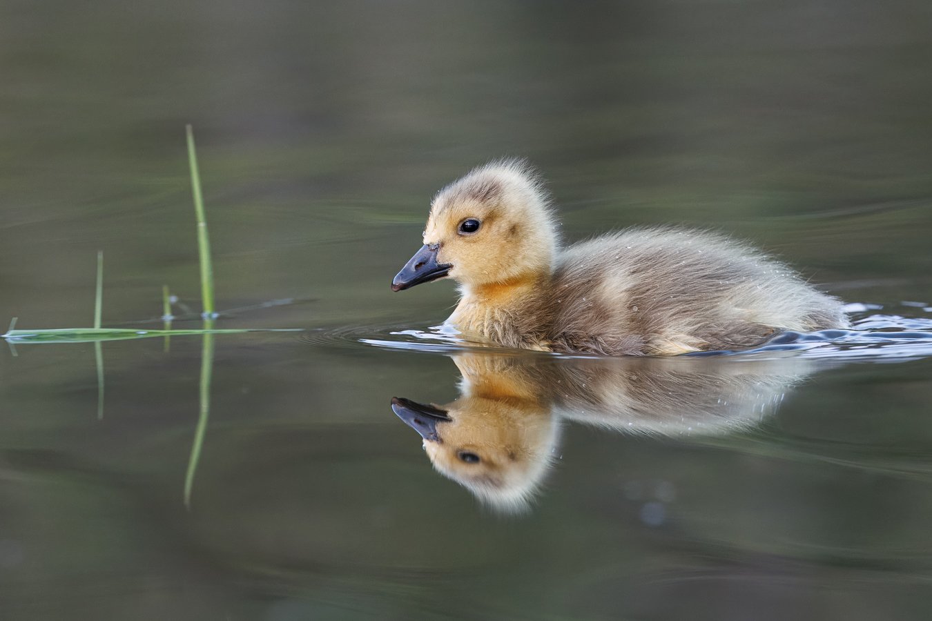 This is your reminder to smile today 🥰

Shot on: @CanonUSA, RF 100-300L

#canadagoose #goslings #canonwildlife #idaholakes #canonphotography