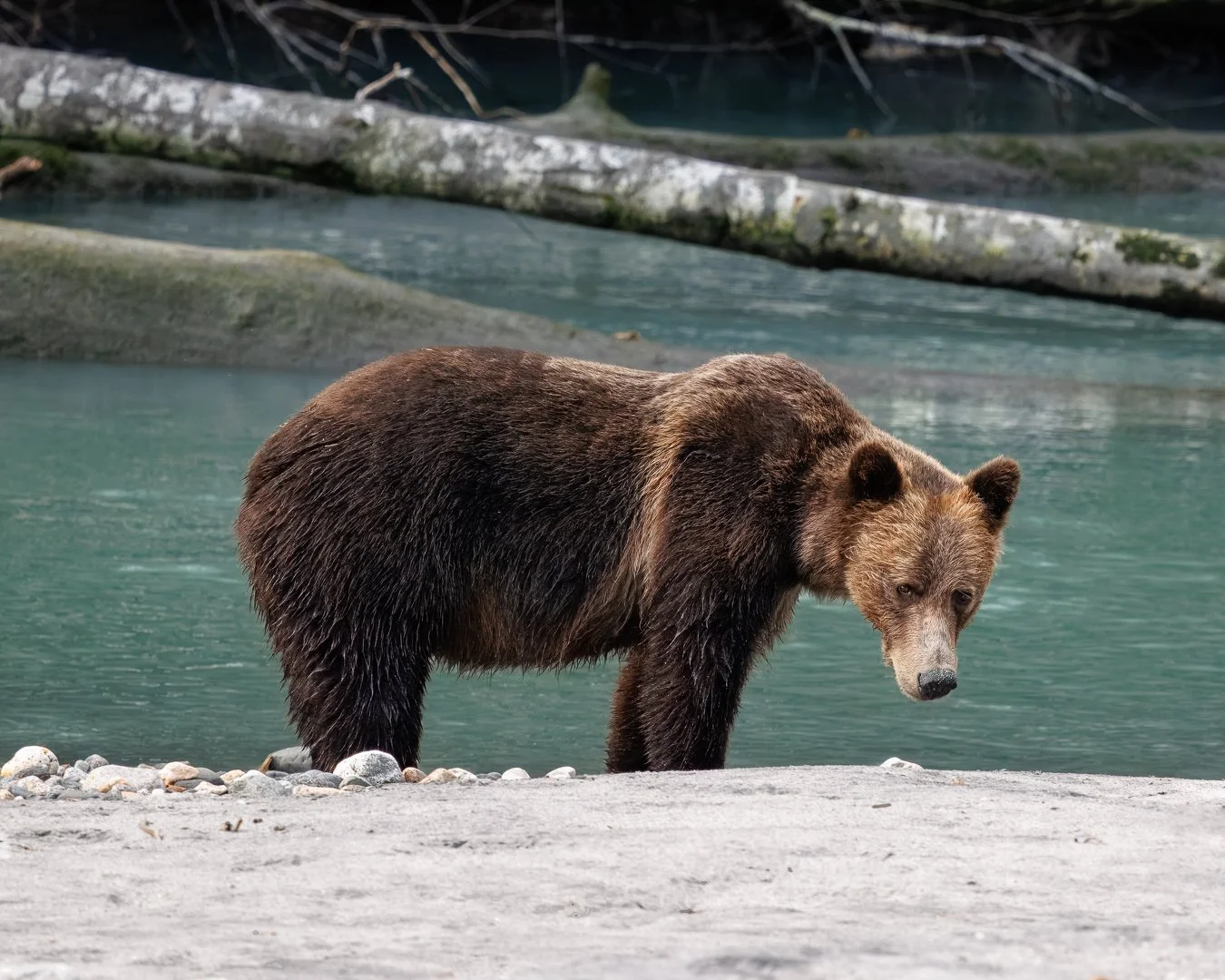Lucky and her cub each pose separately for a quick portrait as they meander down the river in the Klahoose wilderness.

Shot on: @CanonUSA, R5 Mark ii, 100-500L
Location: @KlahooseWildernessResort

#grizzlybearsofbritishcolumbia #canonwildlife #klaho