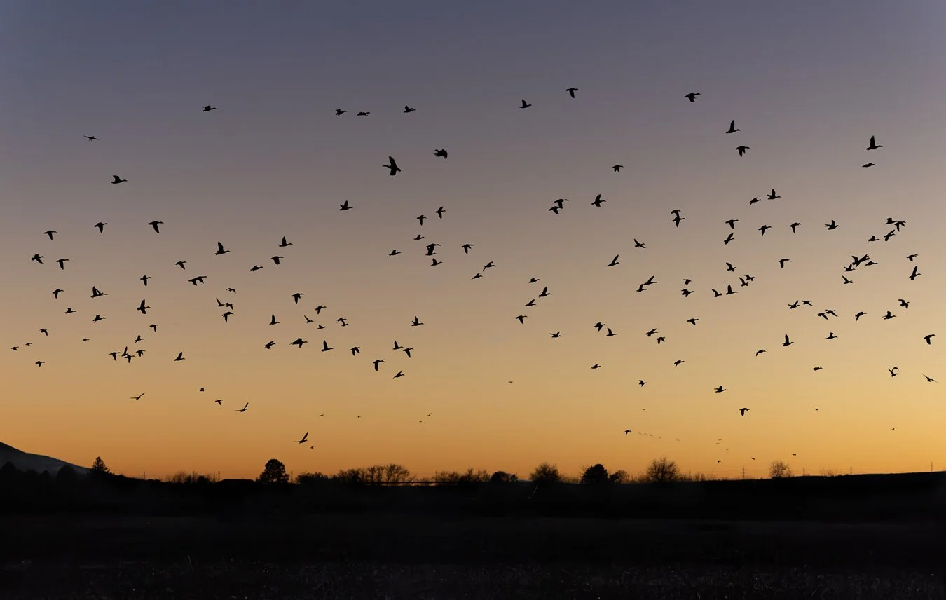 Mallards at sunset

Shot on: @CanonUSA, R5 Mark ii, 100-300L

#mallard #pnwwildlife #washingtonwildlife #canonphotography #canonwildlife