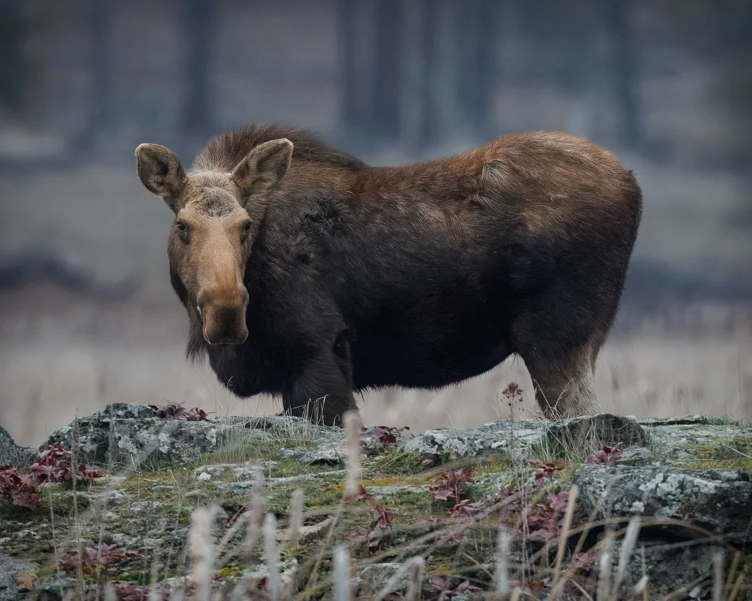 A beautiful cow moose at Turnbull National Wildlife Refuge outside of Spokane, WA.

Shot on: @CanonUSA, R5 Mark ii, RF 100-300L, 1.4x

#turnbullnationalrefuge #mooseofinstagram #canonwildlife #pnwwildlife #canonphotography
