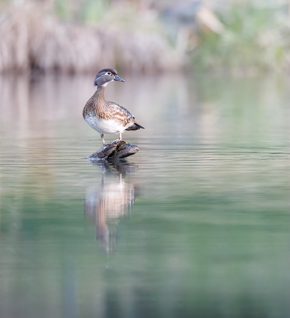 The female wood duck doesn&rsquo;t get the same attention as her colorful counterpart, but every time I come across one, I notice the same thing, a quiet confidence. There&rsquo;s nothing flashy about her, just a steady, self-assured presence. She st