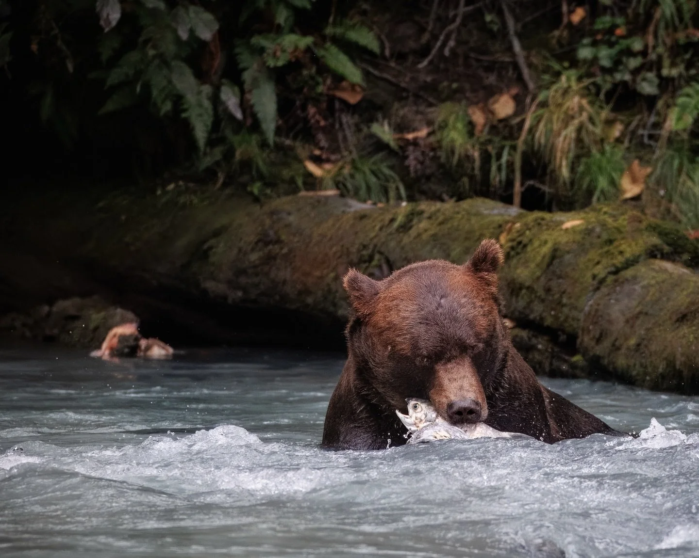 Jack, the beautiful Klahoose grizzly bear, enjoying some breakfast.  He seemed unfazed as he meandered along the shore and slid into the water as we watched from across the river.

Shot on: @CanonUSA, R5 Mark ii, 100-500L
Location: @KlahooseWildernes