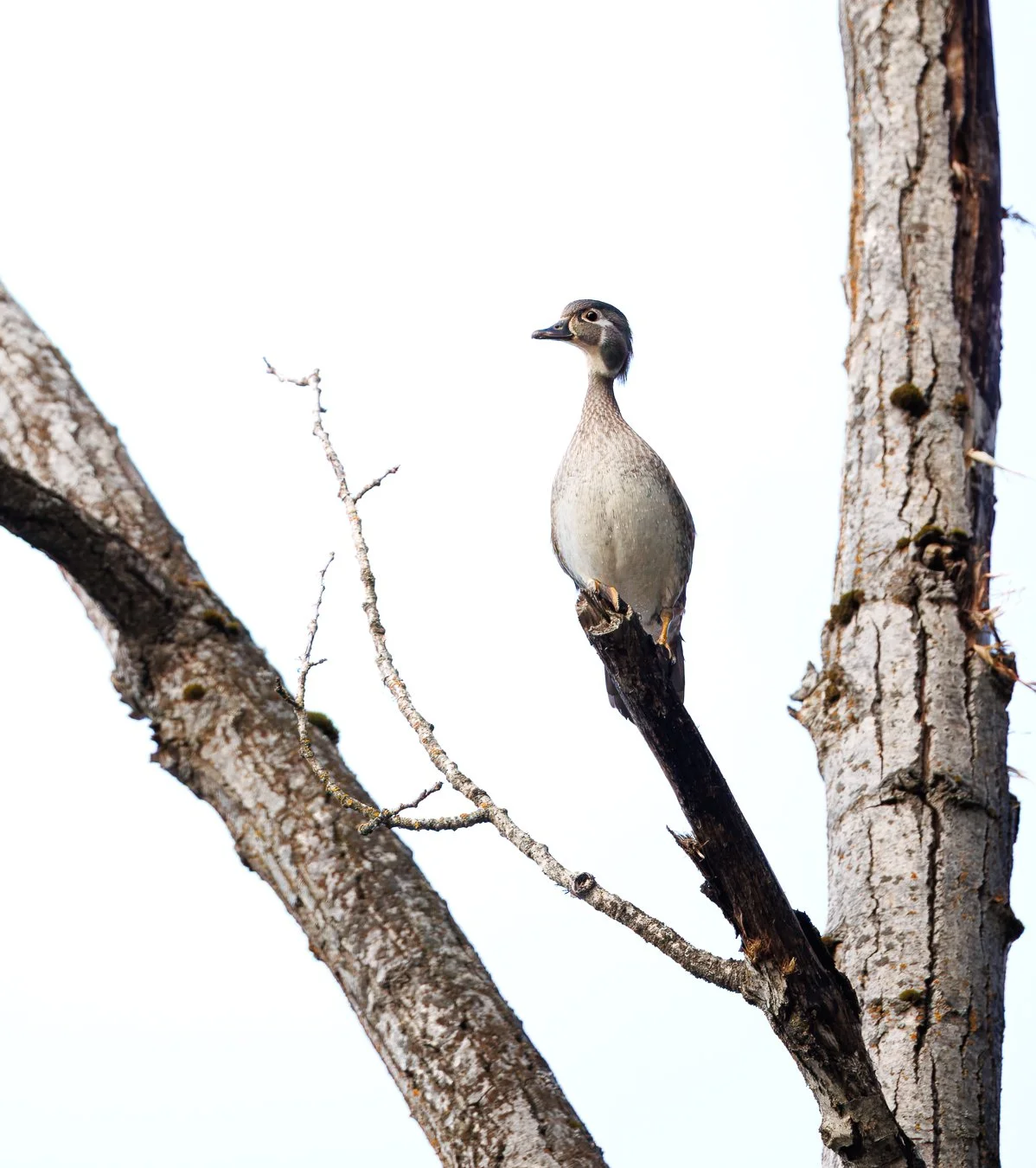 I am pretty sure that the female wood duck is my spirit animal. You go, girl.

Shot on: R5 Mark ii, RF 100-300L
North Idaho

#woodduck #northidahowildlife #canonphotography #girlpower #pnwwildlife
