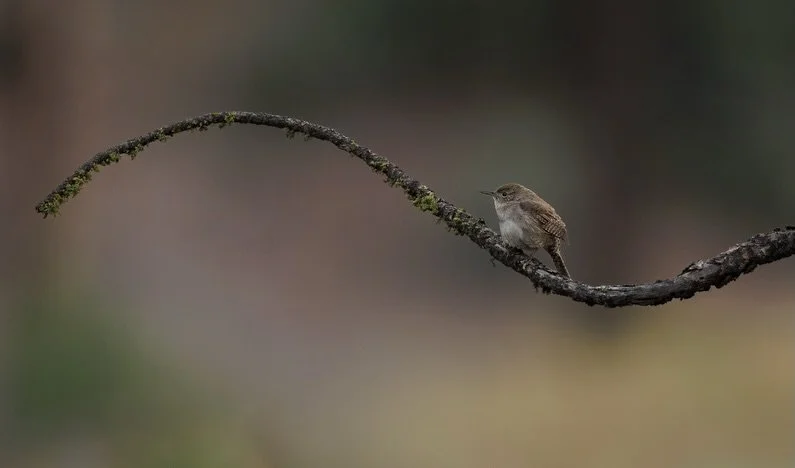 The small and feisty Northern House Wren. 

According to audubon.org and allaboutbirds.org, they nest in cavities and aren&rsquo;t picky at all. Natural holes, birdhouses, and even random human-made spaces can all become home.
If a spot is already ta