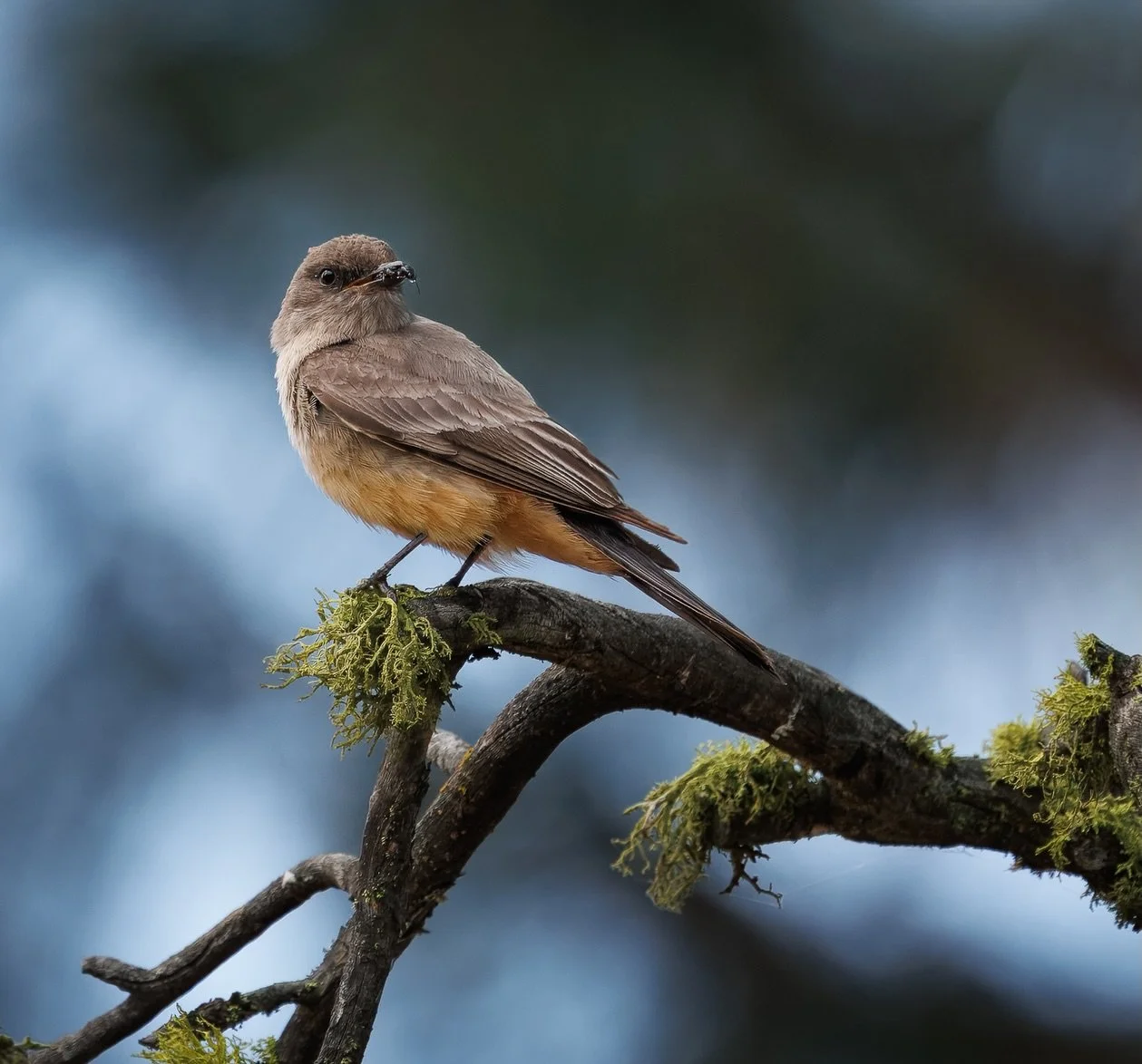 Say&rsquo;s Phoebe 

According to birding sources, Say&rsquo;s Phoebes are perfectly adapted to dry, open areas like the ones we have around Spokane, and they don&rsquo;t actually rely on water the way most birds do. Instead, they get the moisture th