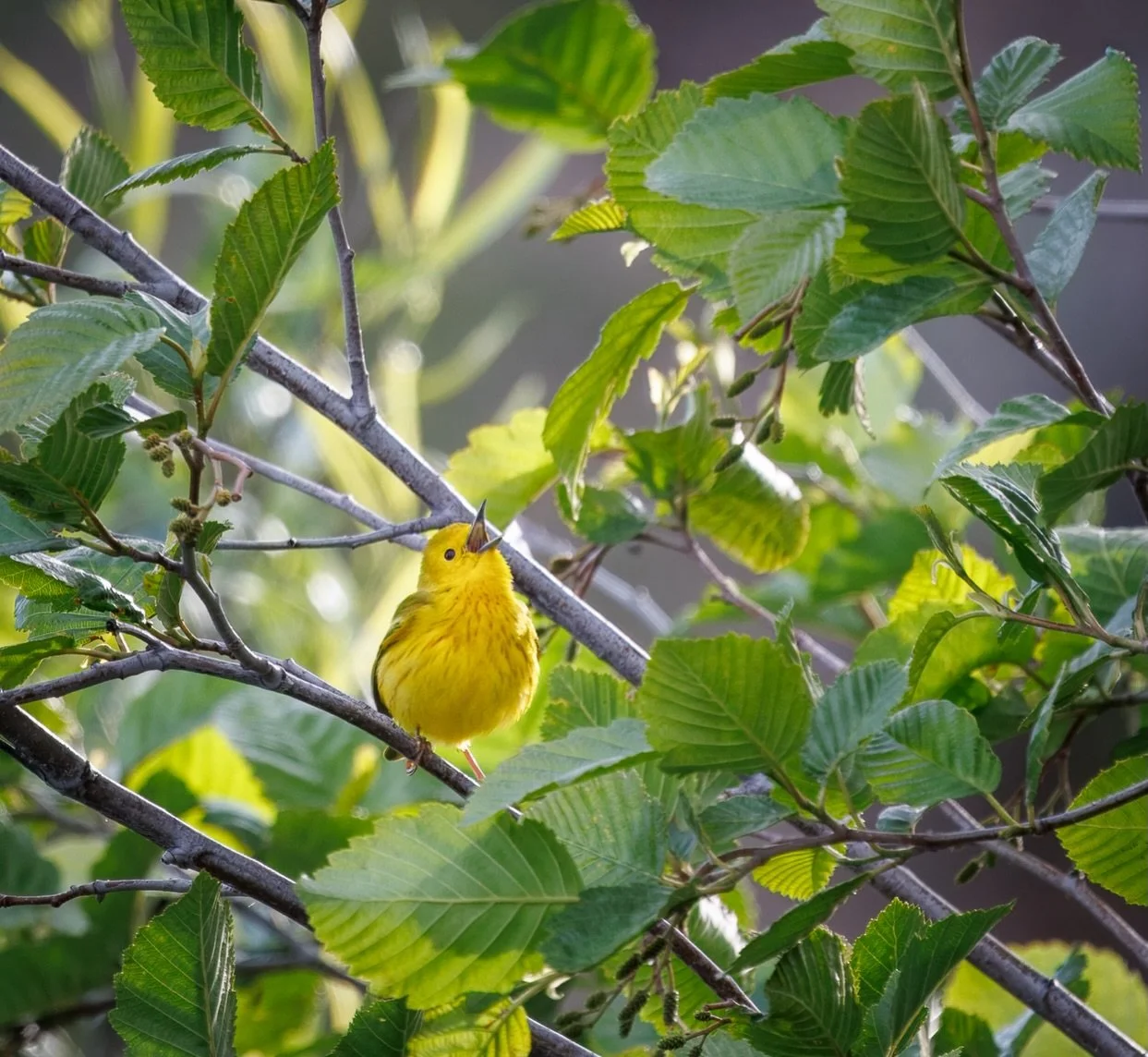 It still surprises me how much sound can come out of such a tiny bird!

According to All About Birds, a male Northern Yellow Warbler can sing over 3,000 songs in a single day during breeding season.  And once you hear it, you can&rsquo;t un-hear it. 