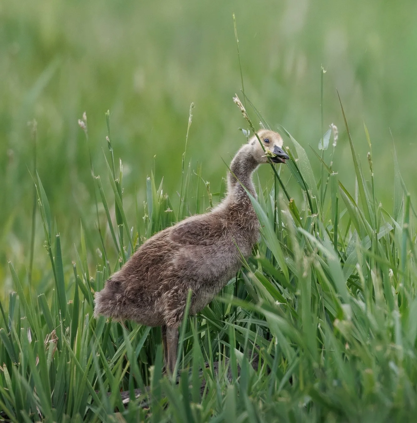An adorable little Canada Goose family.

Did you know that Canada Goose parents stay with their goslings for a full year?  Even through migration and winter. 

Didn&rsquo;t know!

Shot on: @CanonUSA, R5 Mark ii, RF 100-300L

#canadagoose #canonphotog