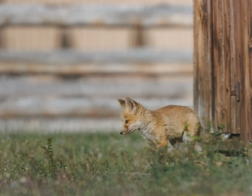 From what I&rsquo;ve read, fox kits start exploring outside the den around 4&ndash;5 weeks, but they don&rsquo;t wander far at first.

They move in small, careful bursts, never straying too far from where they can disappear if they need to.

Shot on: