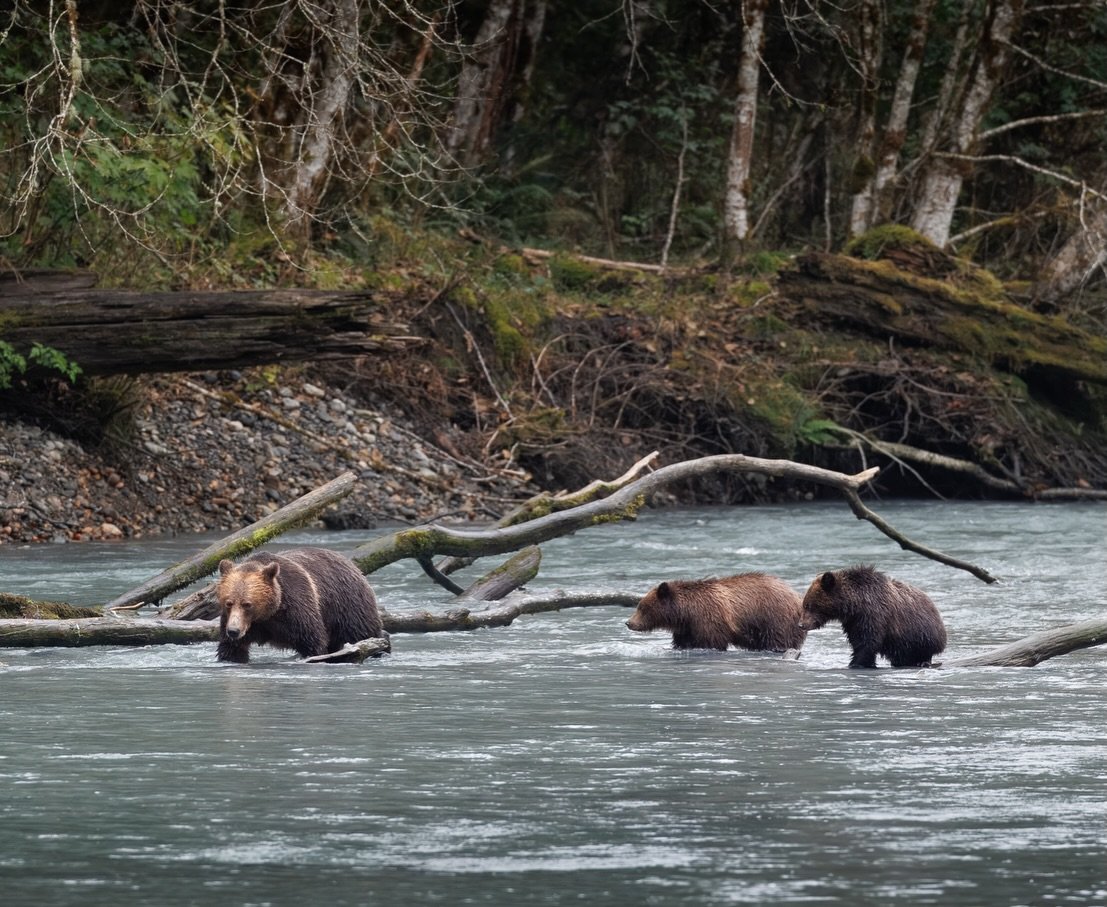 Lucky and her beautiful cubs fishing along the Klite River in Toba Inlet.

Shot on: @CanonUSA, R5 Mark ii, RF 400L, 1.4x
Location: @KlahooseWildernessResort

#grizzlybearsofbritishcolumbia #canonwildlife #pnwwildlife #grizzlybearcub #canonphotography