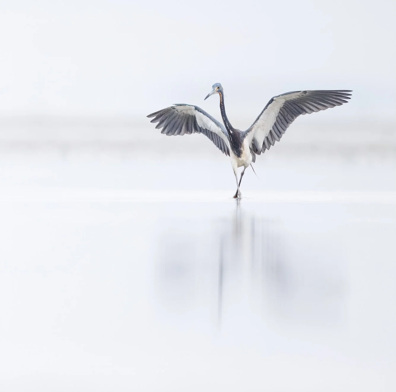 Spent a few days shooting in South Carolina and met the Tricolored Heron for the first time.

One of the things I found beautiful about the Tricolored Herons is how inventive they are when hunting. They&rsquo;ll often spread their wings to create a p