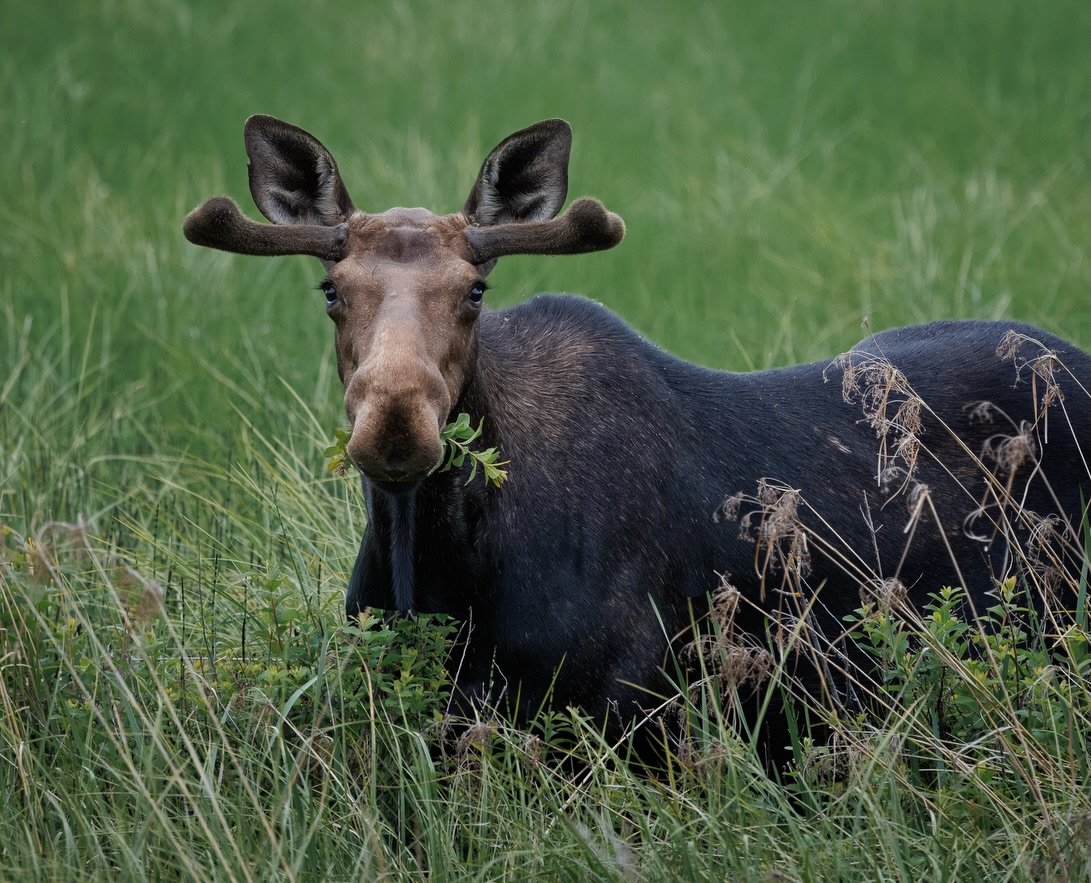 A few more of this beauty with his stubby little handlebars.  So excited to run into this handsome dude with his full set!

Shot on: @CanonUSA, R5 Mark ii, RF100-300L
North Idaho

#canonwildlife #canonphotography #northidahowildlife #mooseofinstagram