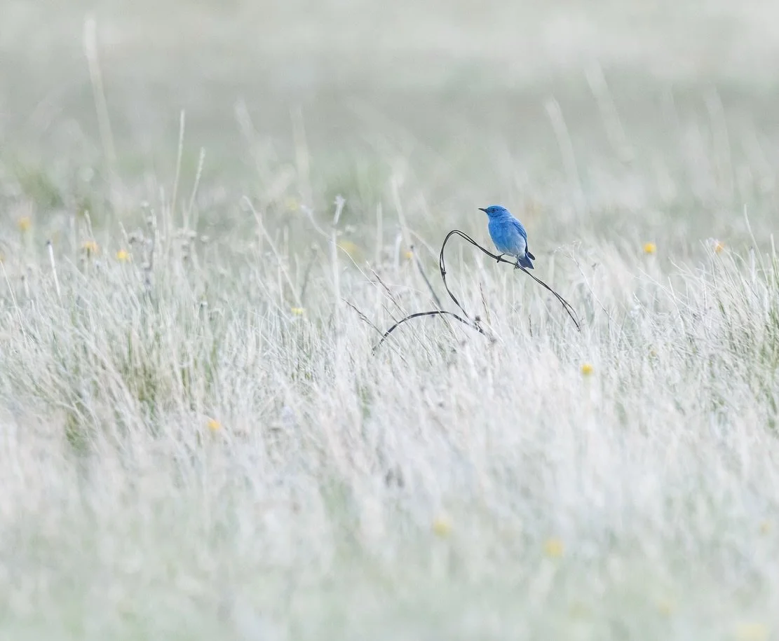 Sometimes all it takes is a flash of blue. I came across a few Mountain Bluebirds in an open field at elevation, and they immediately became one of the highlights of the day.

Shot on: @CanonUSA, R5 Mark ii, RF 100-500L

#MountainBluebird #BirdPhotog