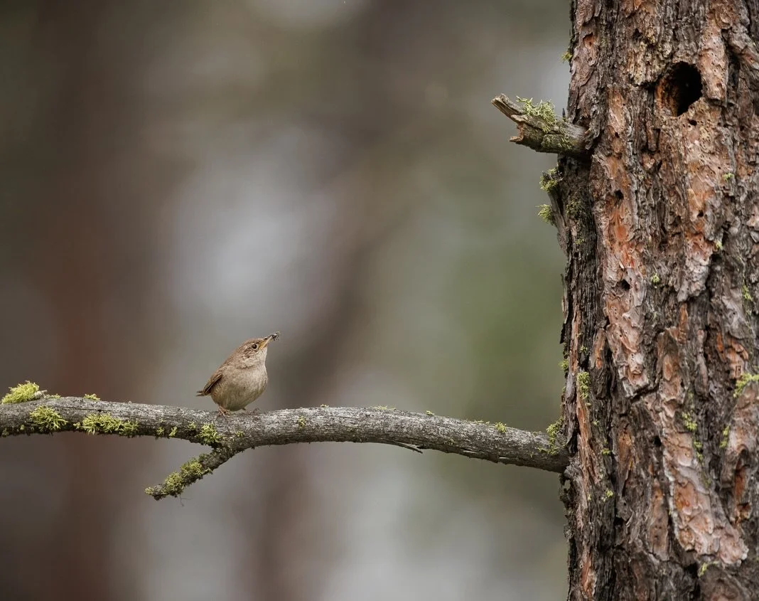 Northern House Wren. 

These little wrens were BUSY feeding their brood!  According to Birdful.org, Northern House Wren parents don&rsquo;t get much downtime. Both mom and dad spend the day making endless trips back and forth to the nest, delivering 