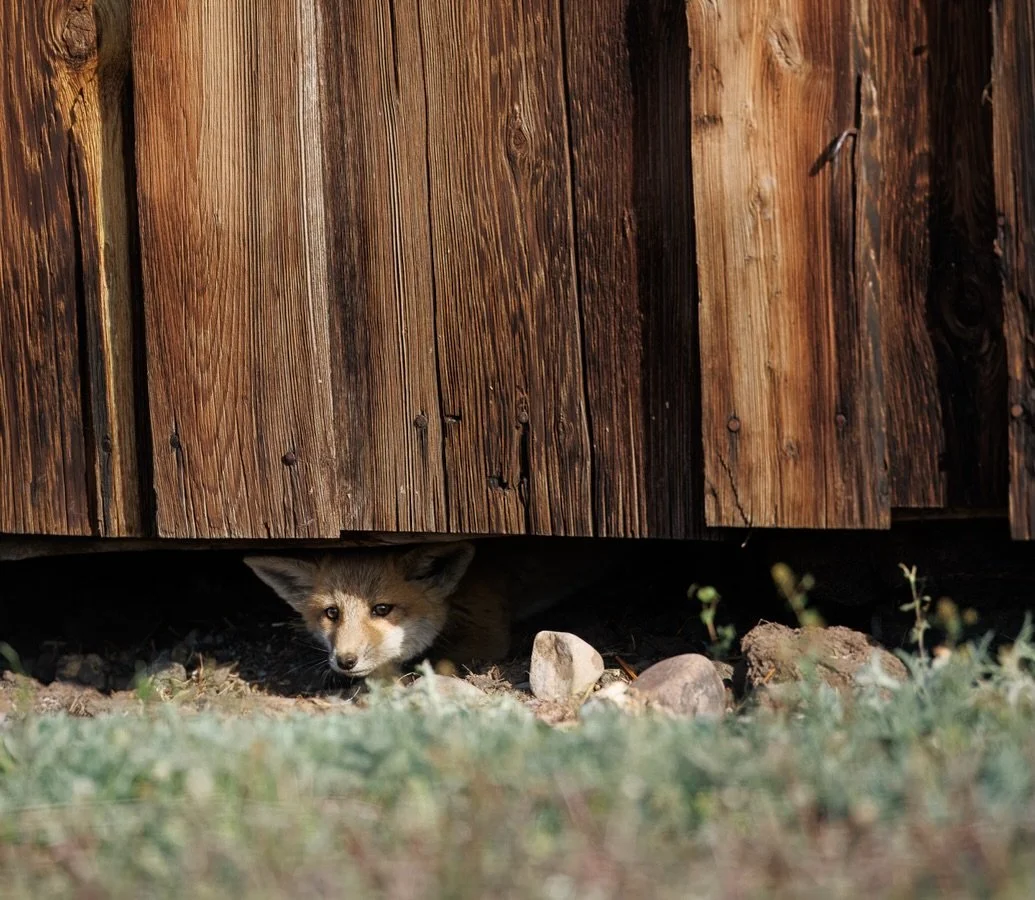 Well, good morning, little guy!

Shot on: @CanonUSA, R5 Mark ii, 100-300L

#RedFoxKit #WildlifePhotography #CuriousLittleOne #NatureMoments #pnwwildlife