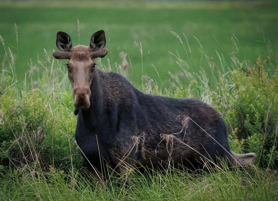 Around the Inland Northwest, most bull moose drop their antlers between late December and February.

It&rsquo;s driven by daylight, not a single storm or cold snap. As the days shorten after the fall rut, a bull&rsquo;s testosterone levels drop. That